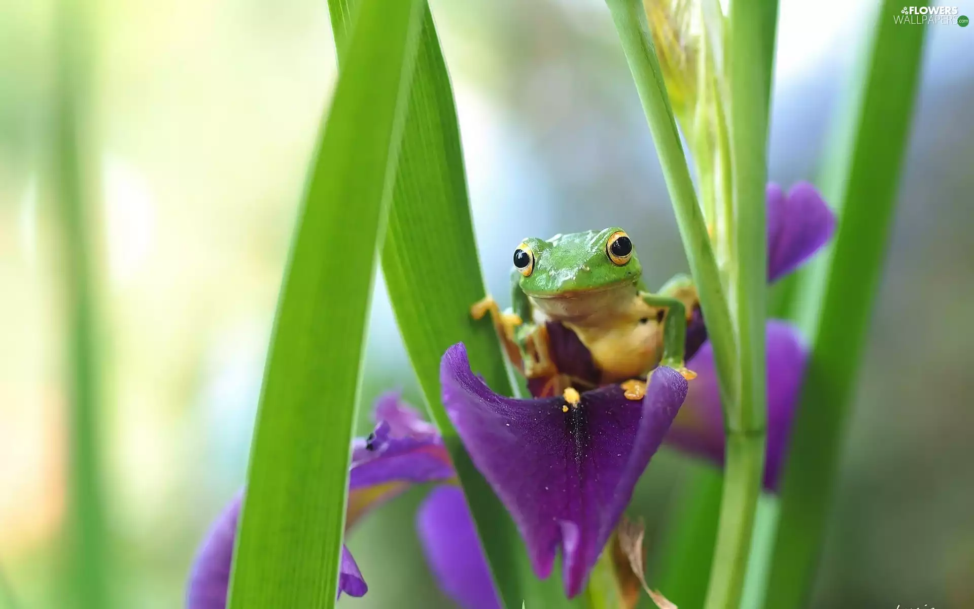 iris, strange frog, Colourfull Flowers