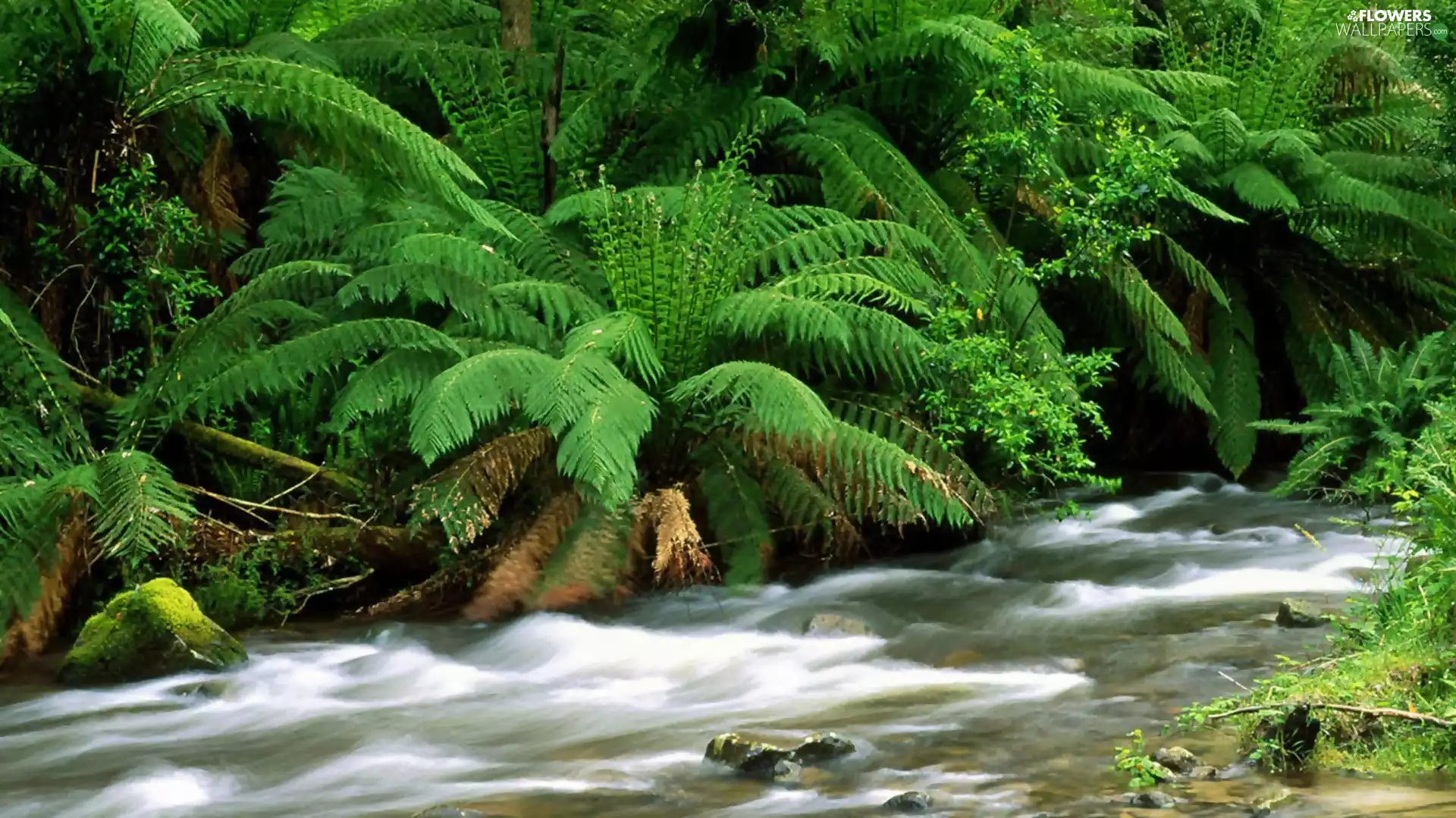 stream, fern
