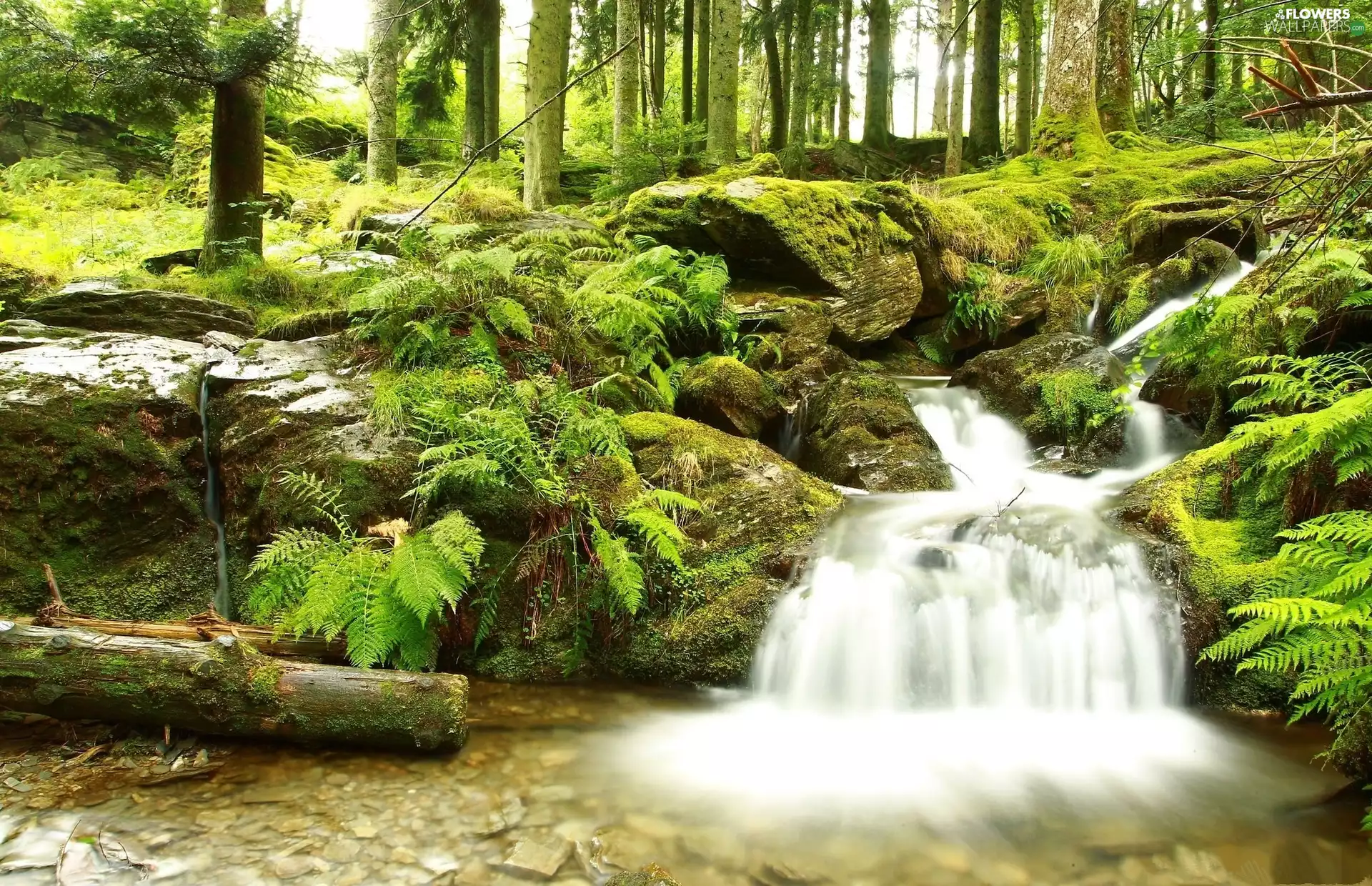 forest, Stones, fern, stream