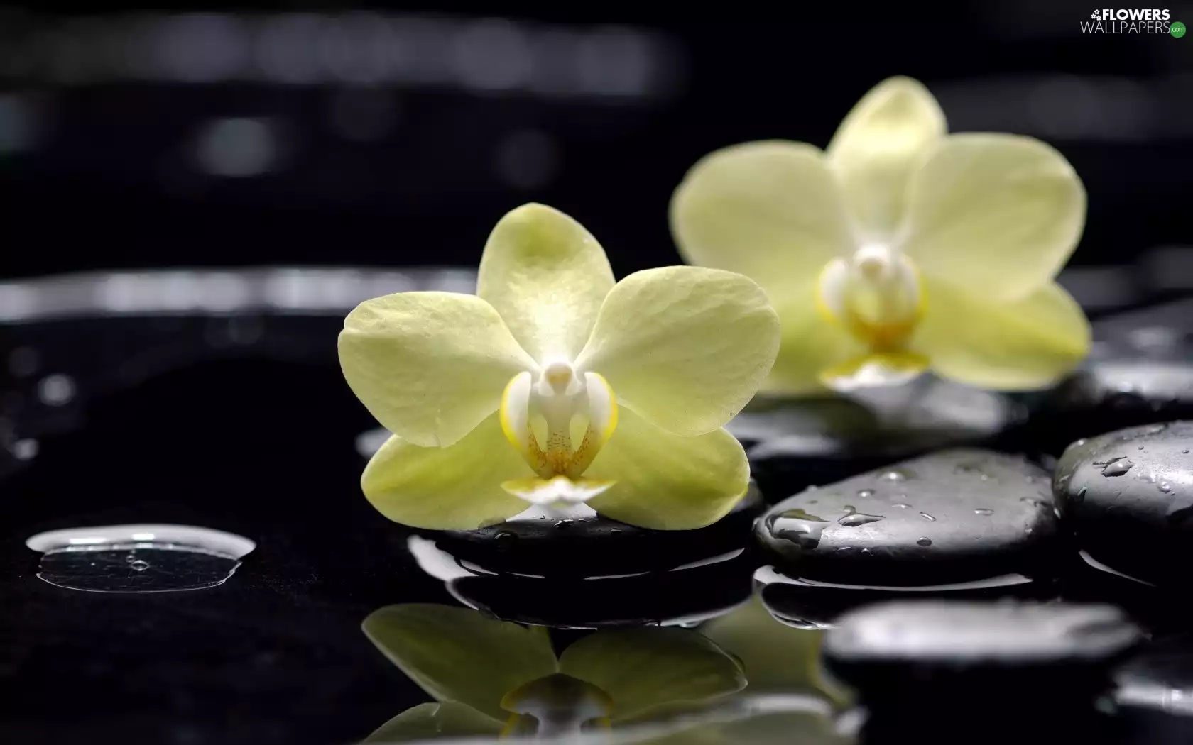 Yellow, Stones, stream, orchids