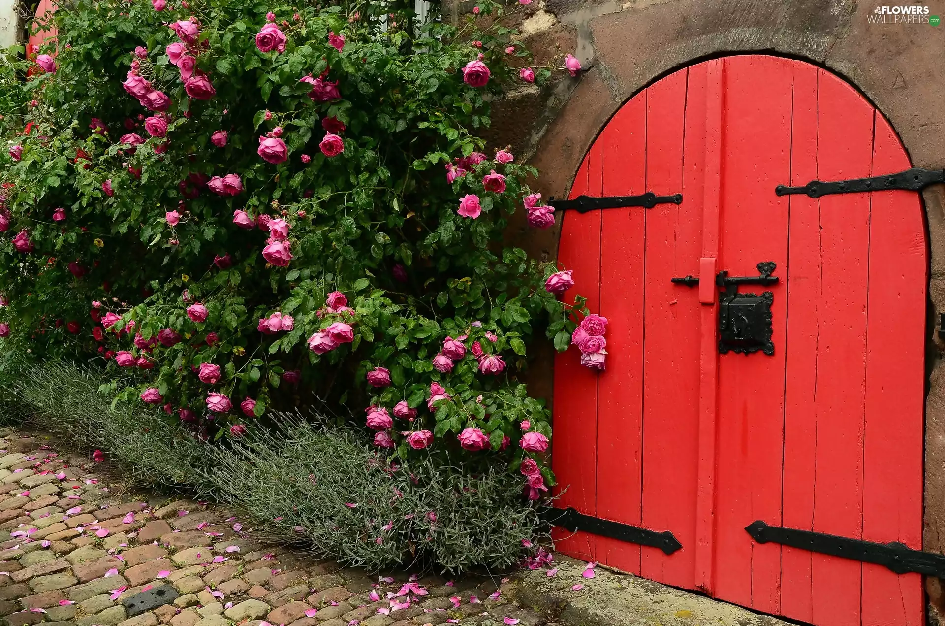 roses, house, Street, Gate