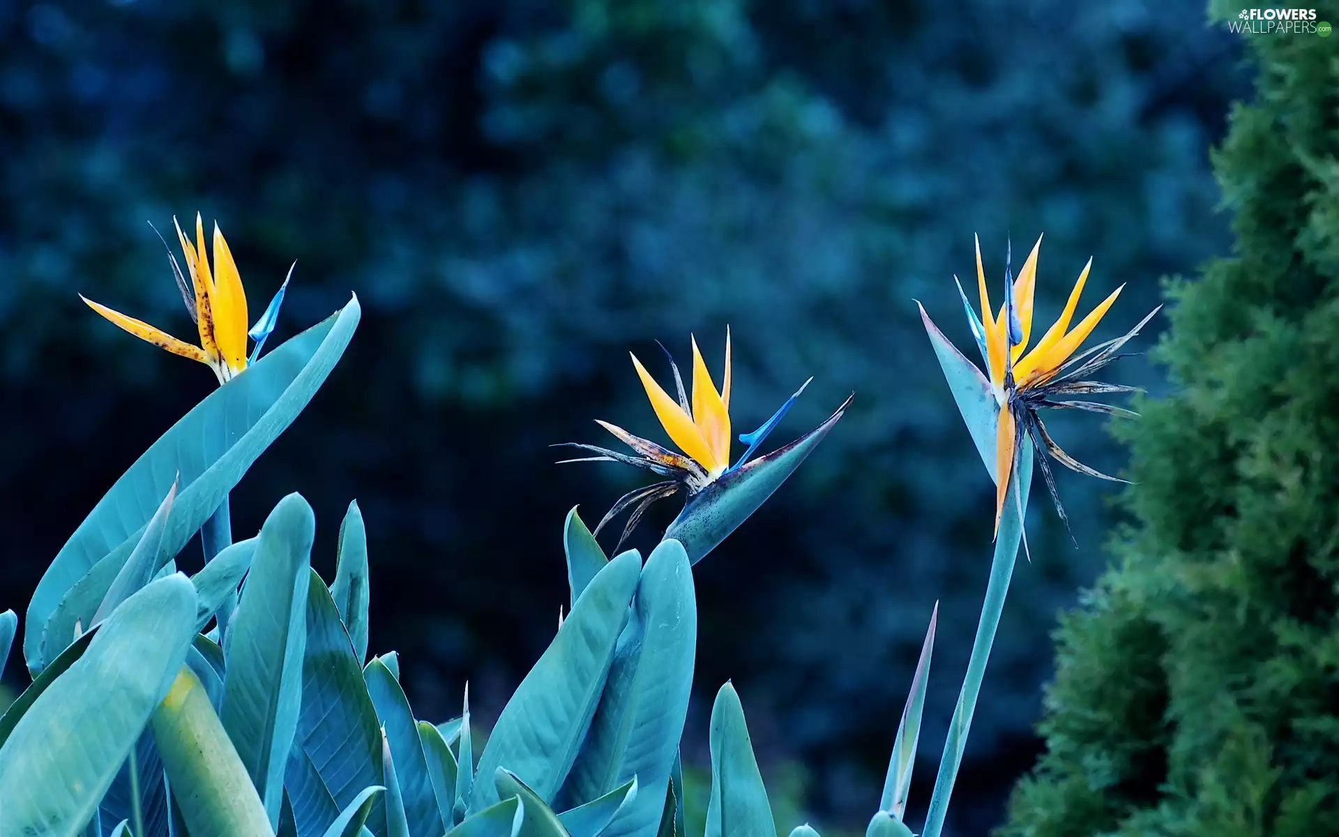 Colourfull Flowers, Strelitzia Royal
