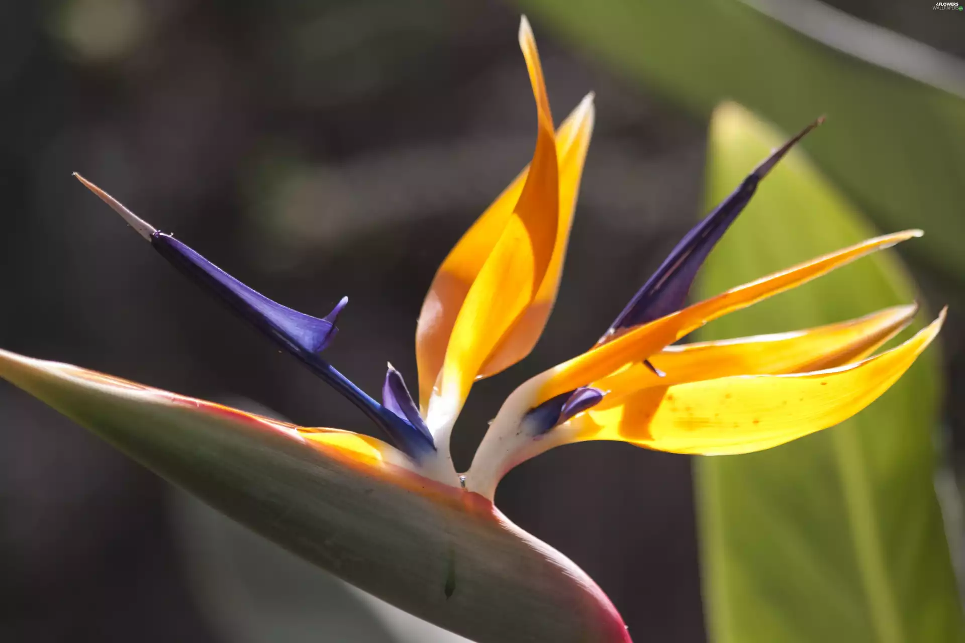 Strelitzia Royal