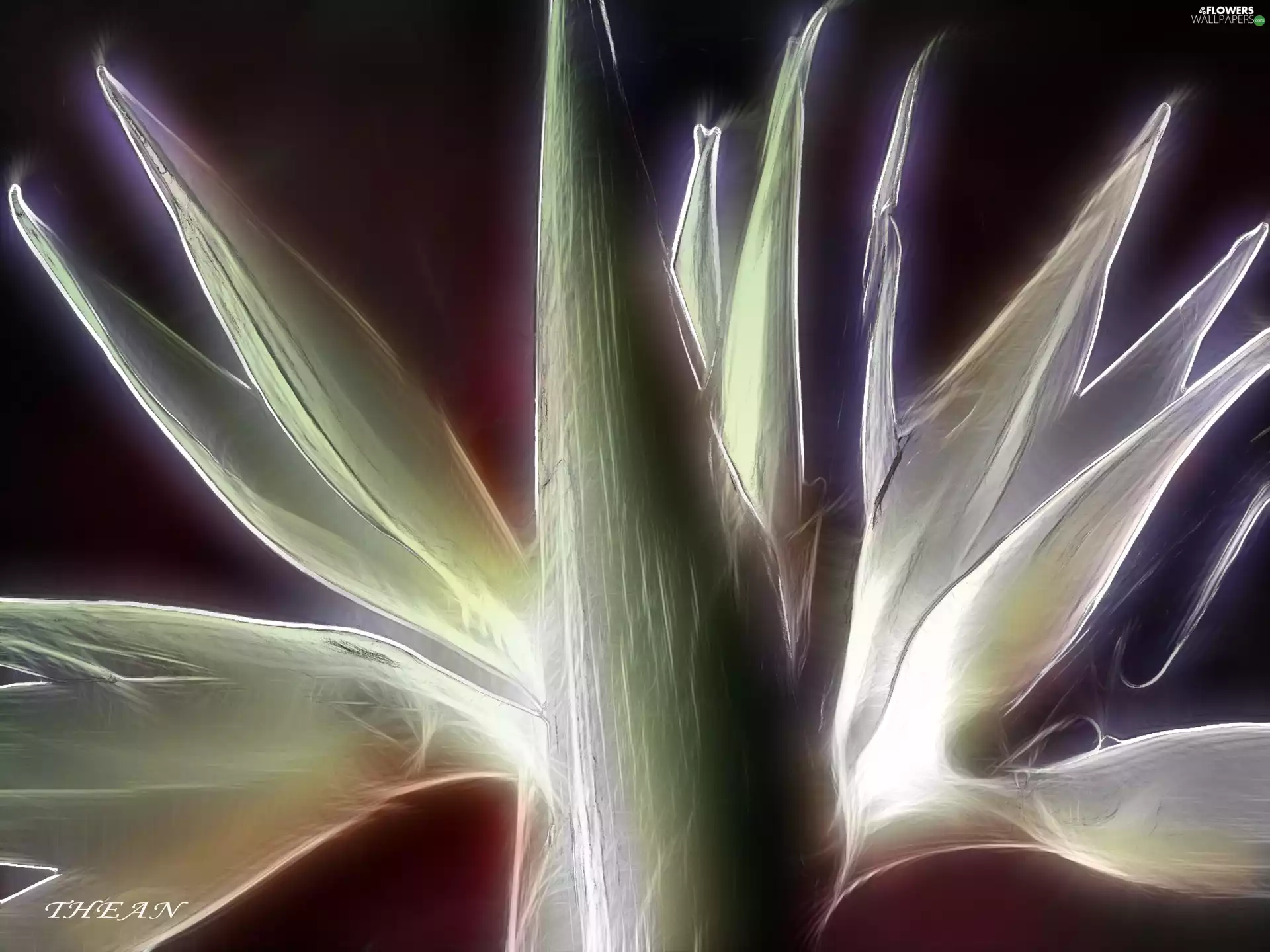 Strelitzia Royal