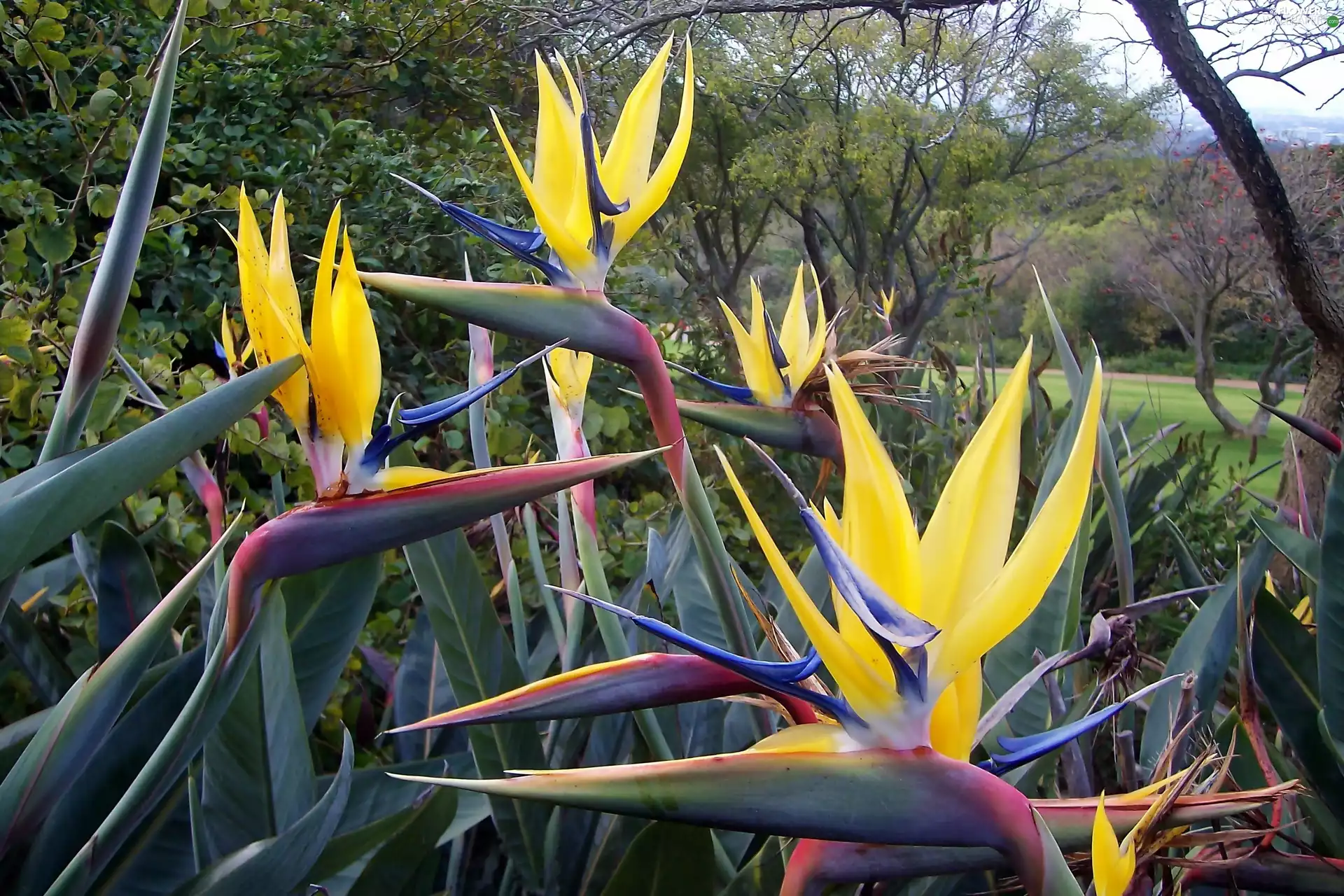 Strelitzia, Park, Yellow