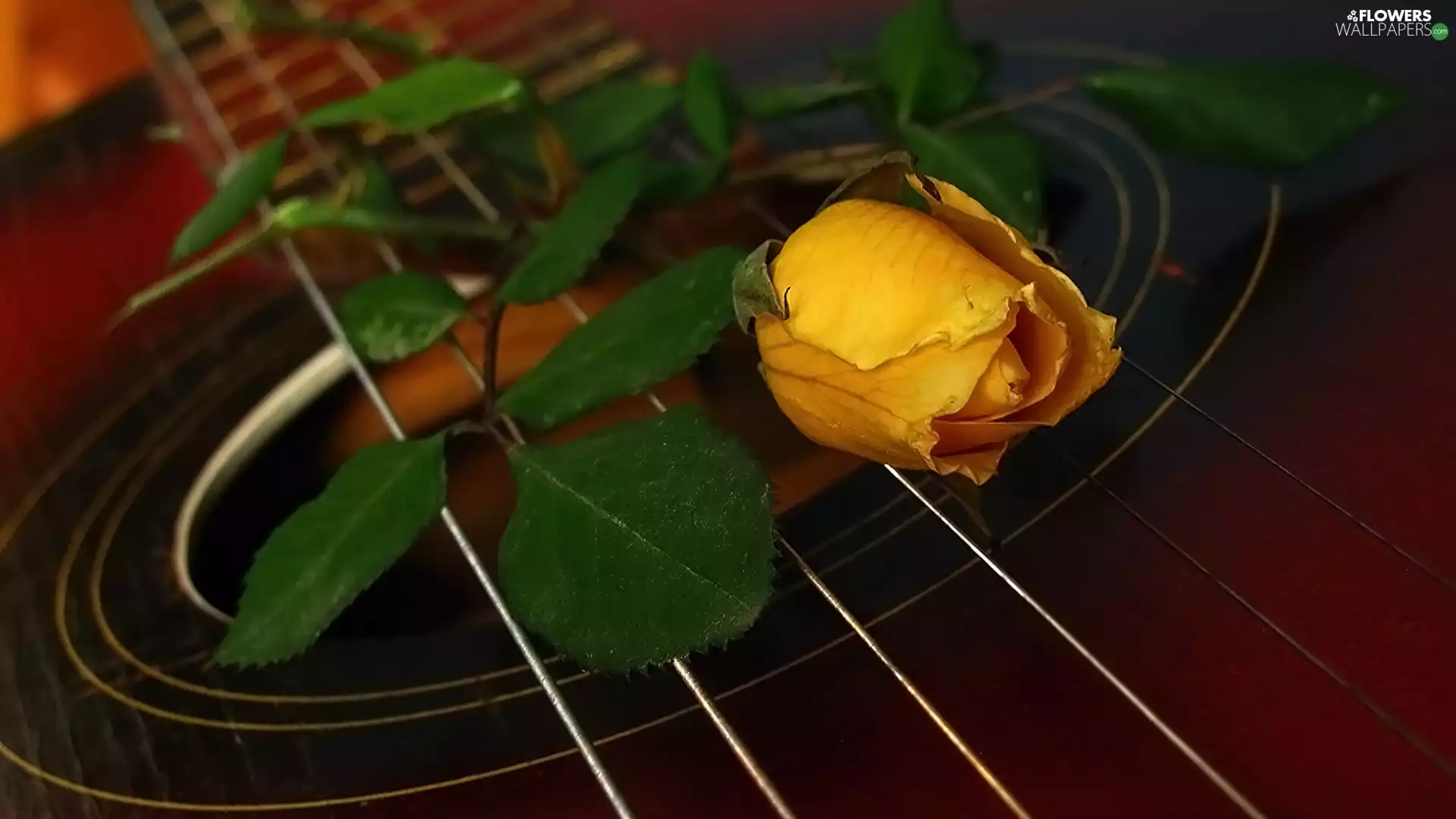 Strings, rose, Guitar