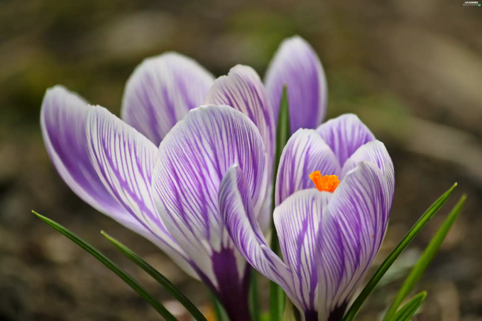 stripes, crocus, purple