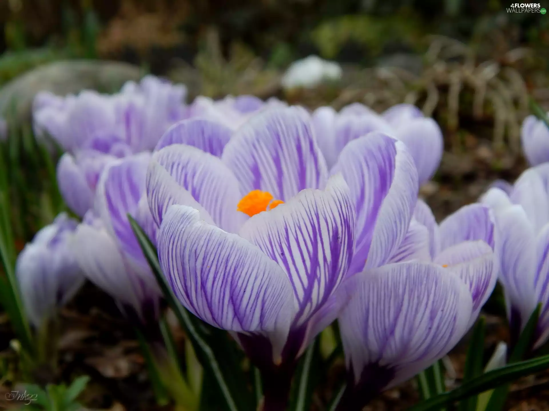 stripes, crocuses, purple