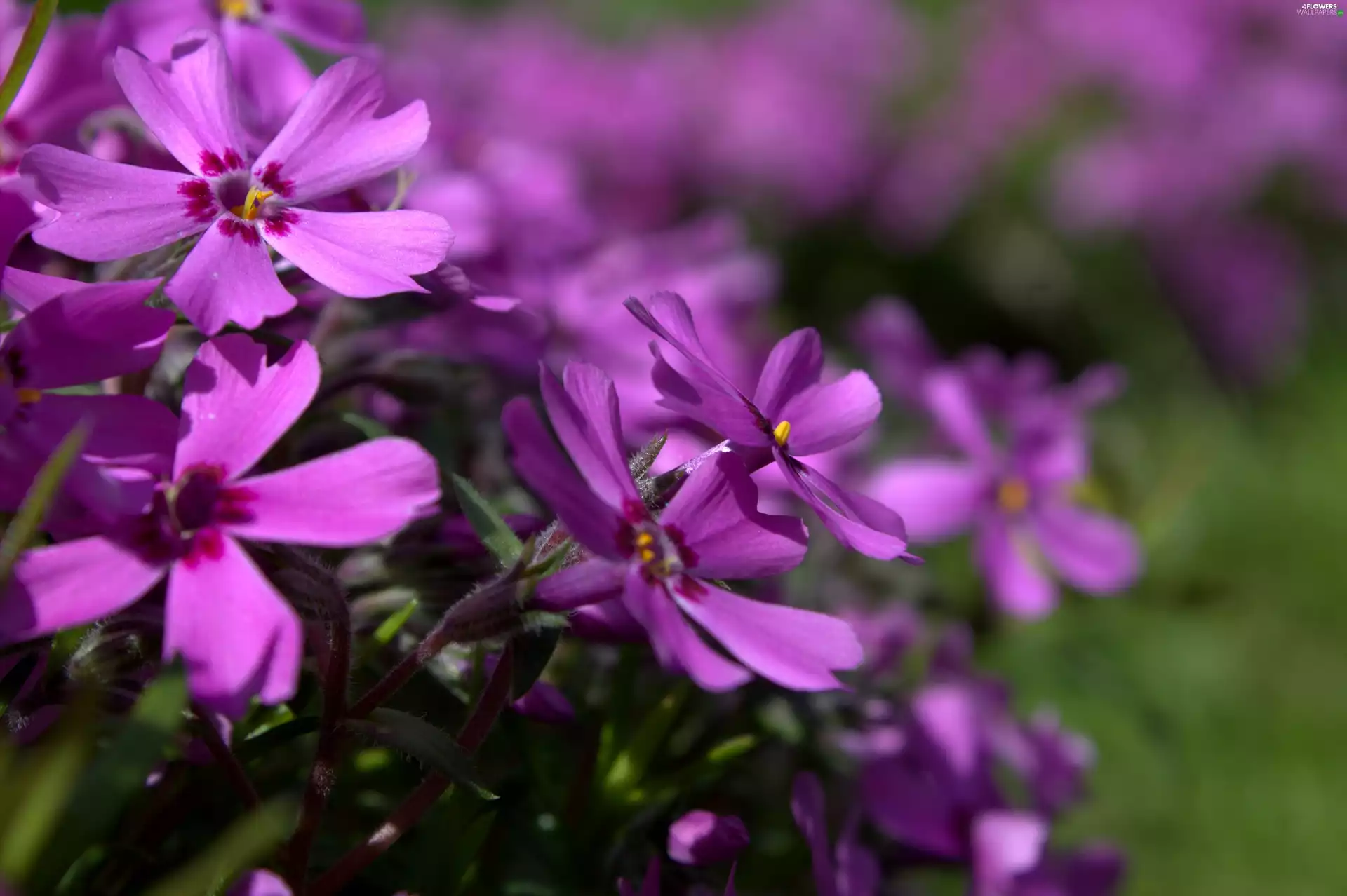 Pink, phlox, Phlox Subulata, Colourfull Flowers