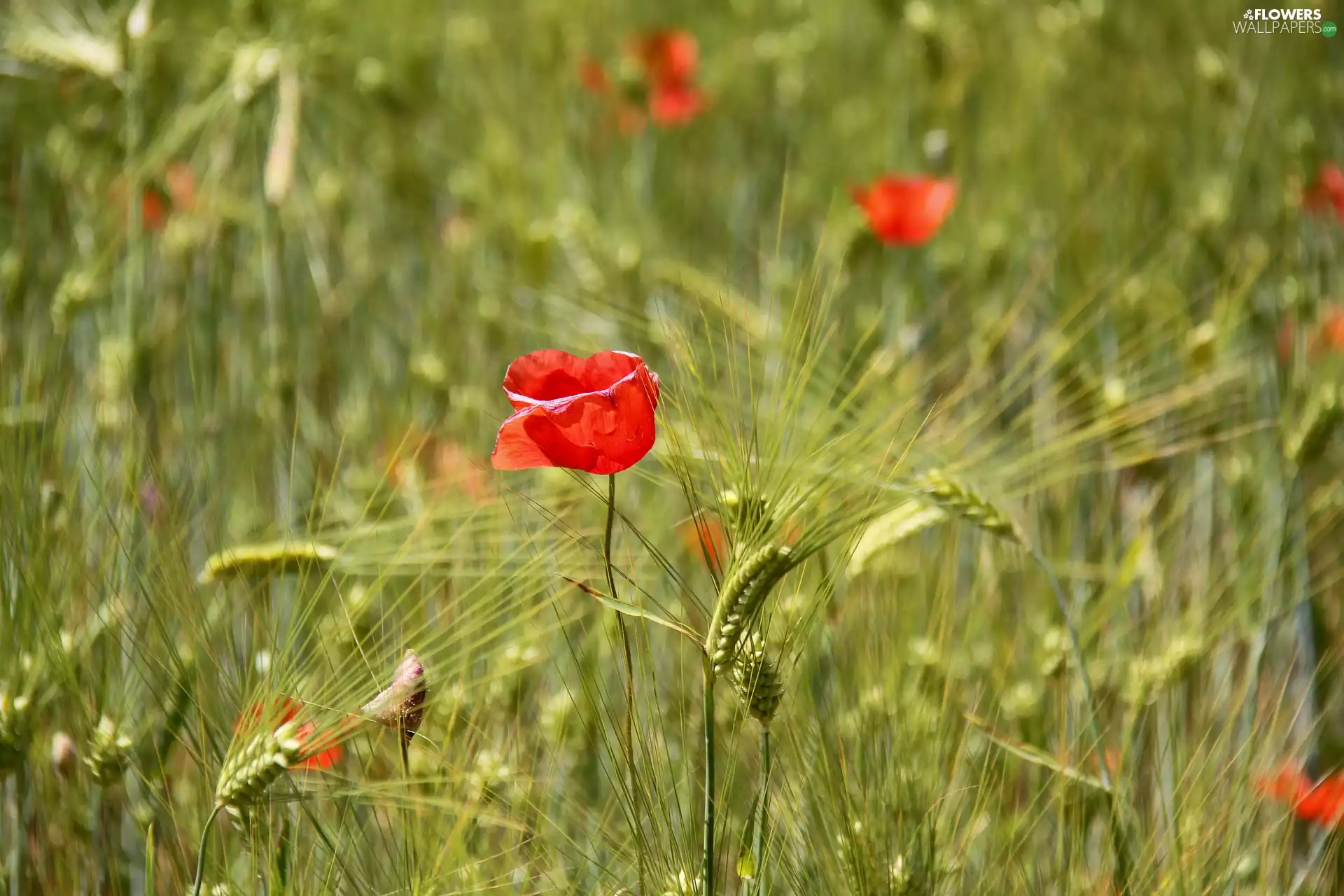 Red, summer, barley, papavers, Field