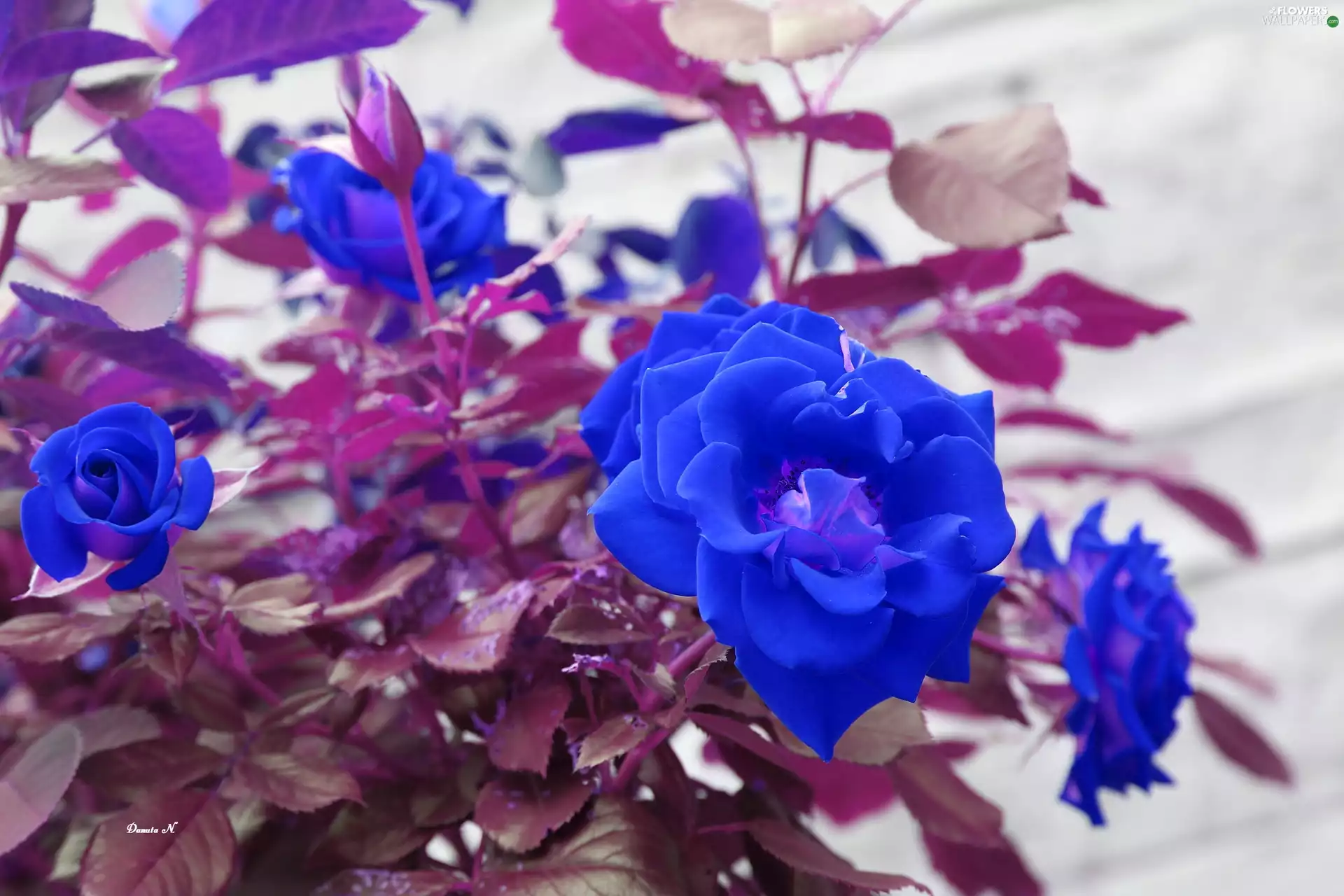 Leaf, roses, Garden, summer, Buds, Blue