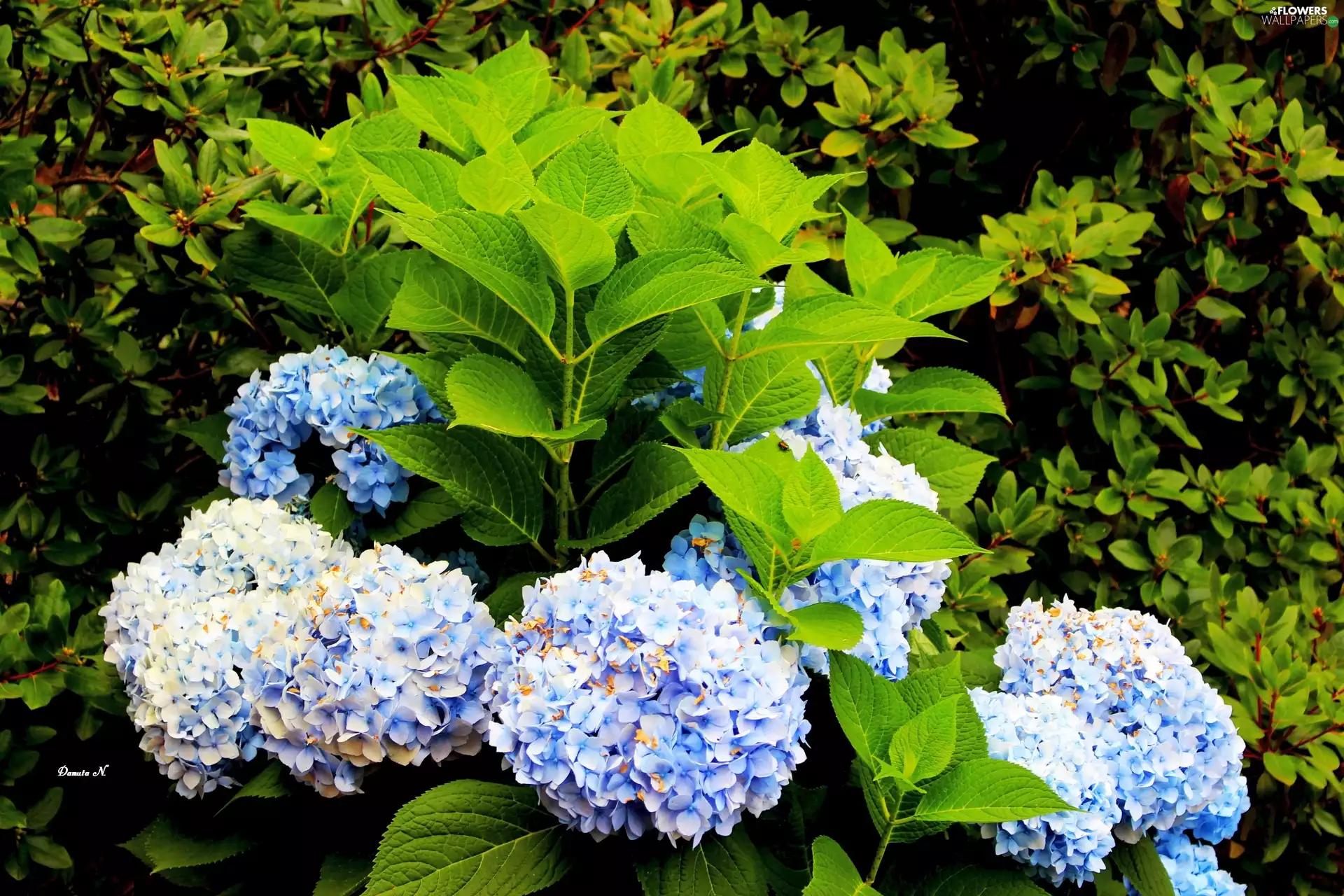 Garden, summer, Blue, Leaf, hydrangea