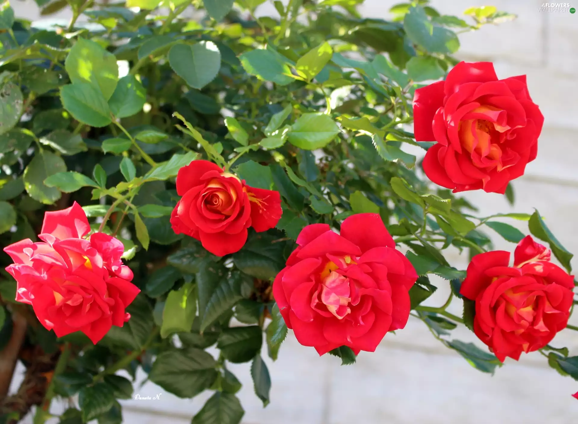 Red, roses, Garden, summer, Leaf, Climbing