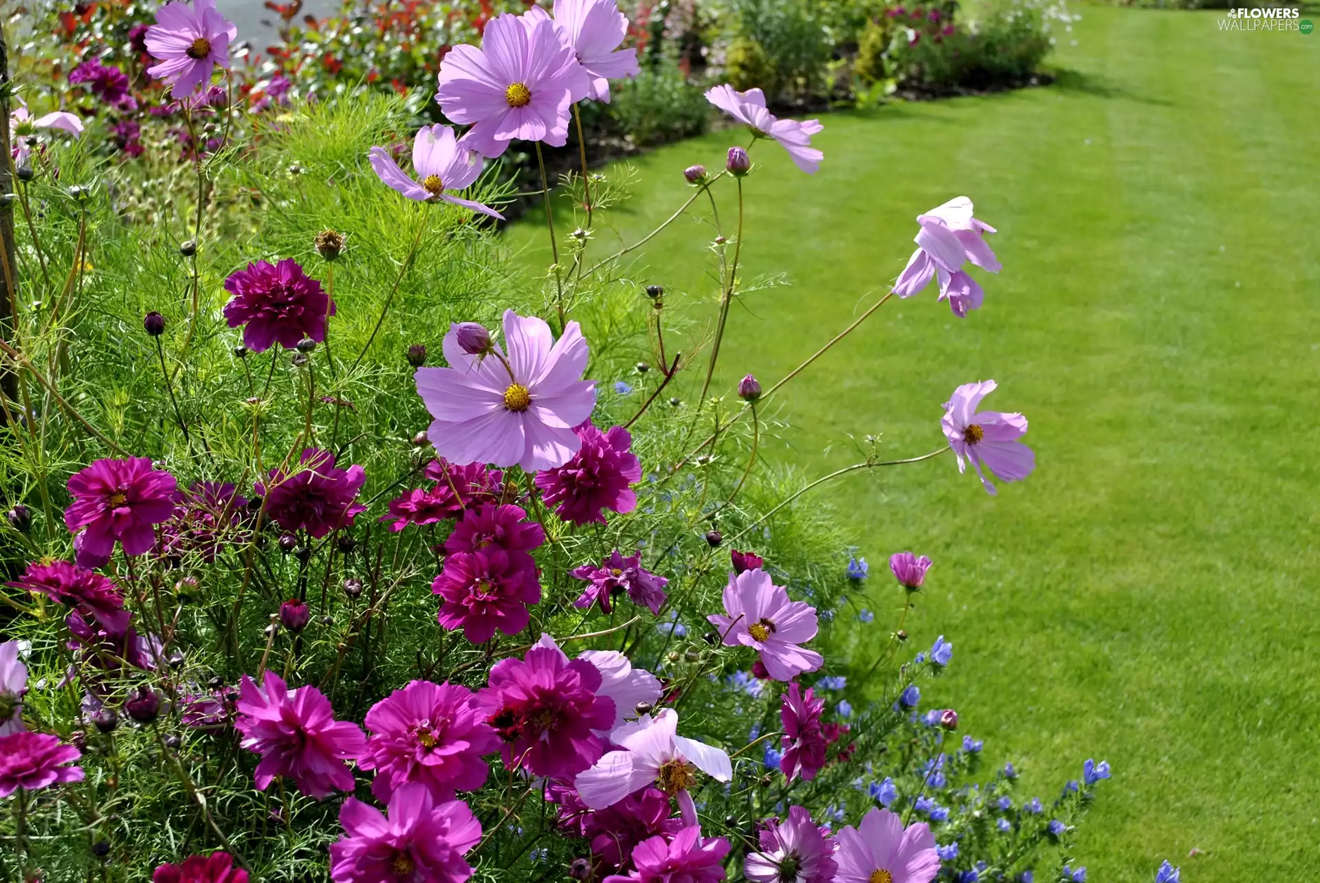 Garden, summer, Cosmos, Lawn, Flowers