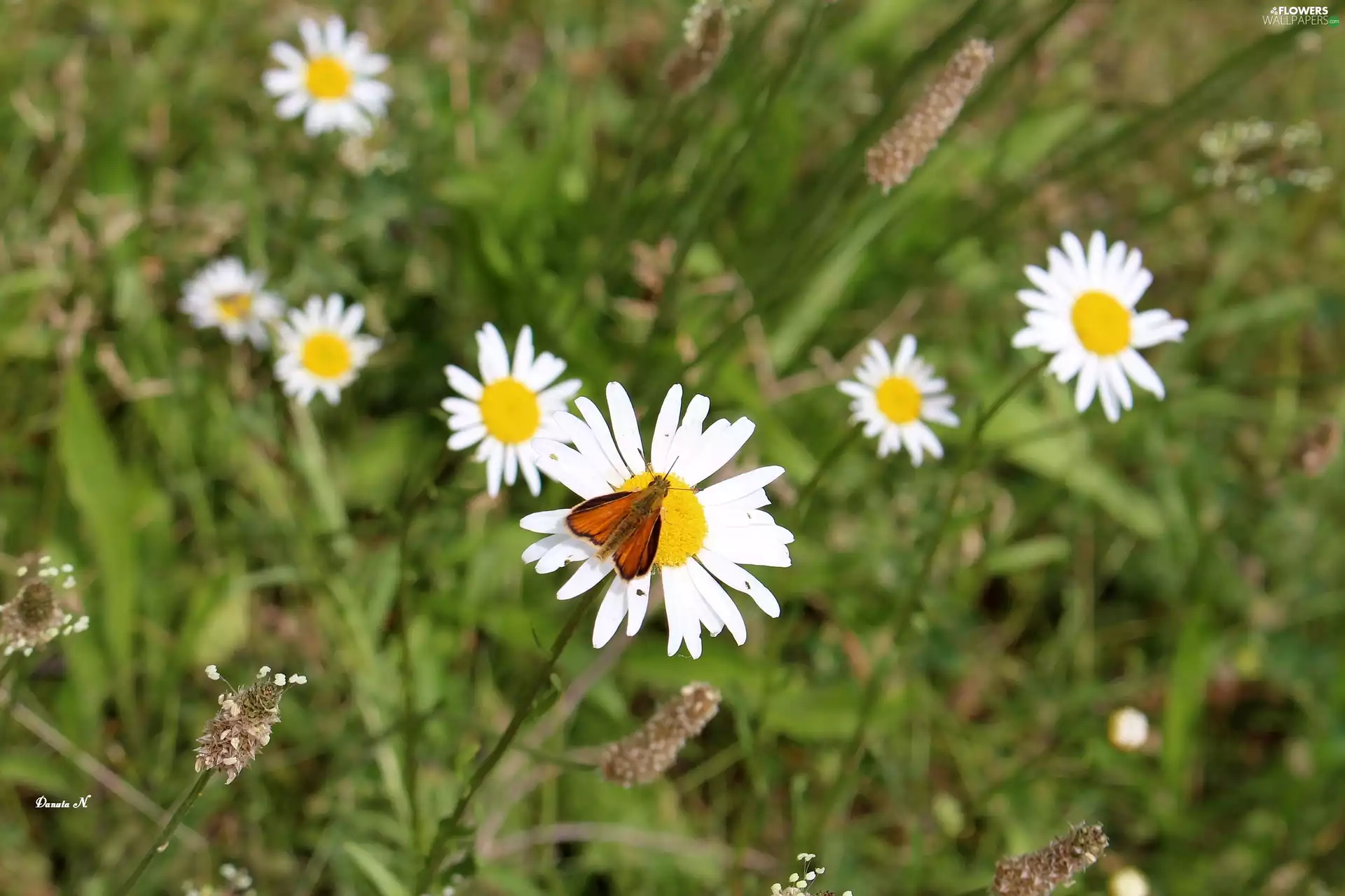 grass, Flowers, Meadow, summer, Insect, Daisy