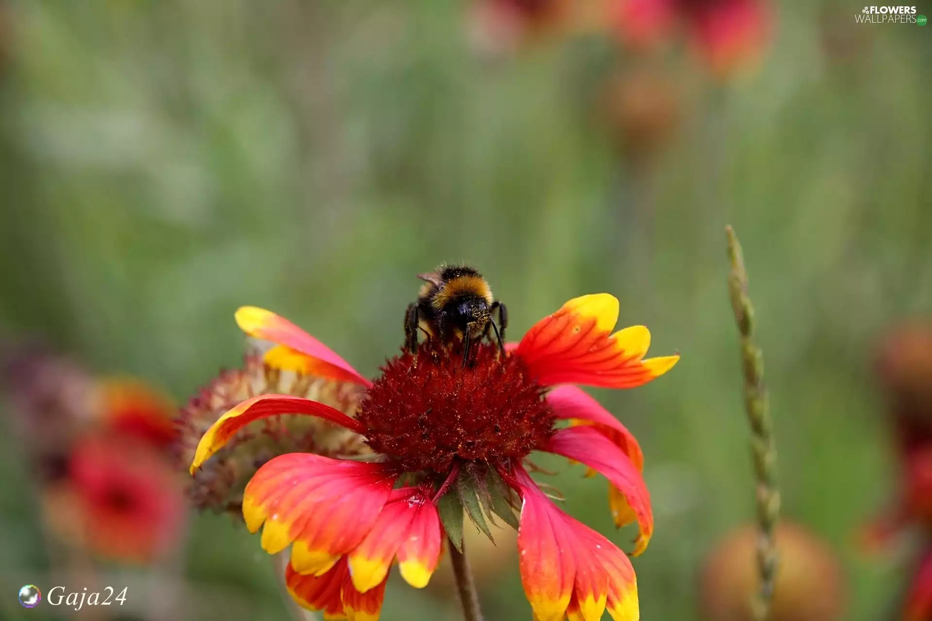 summer, Gaillardia, dumbledor
