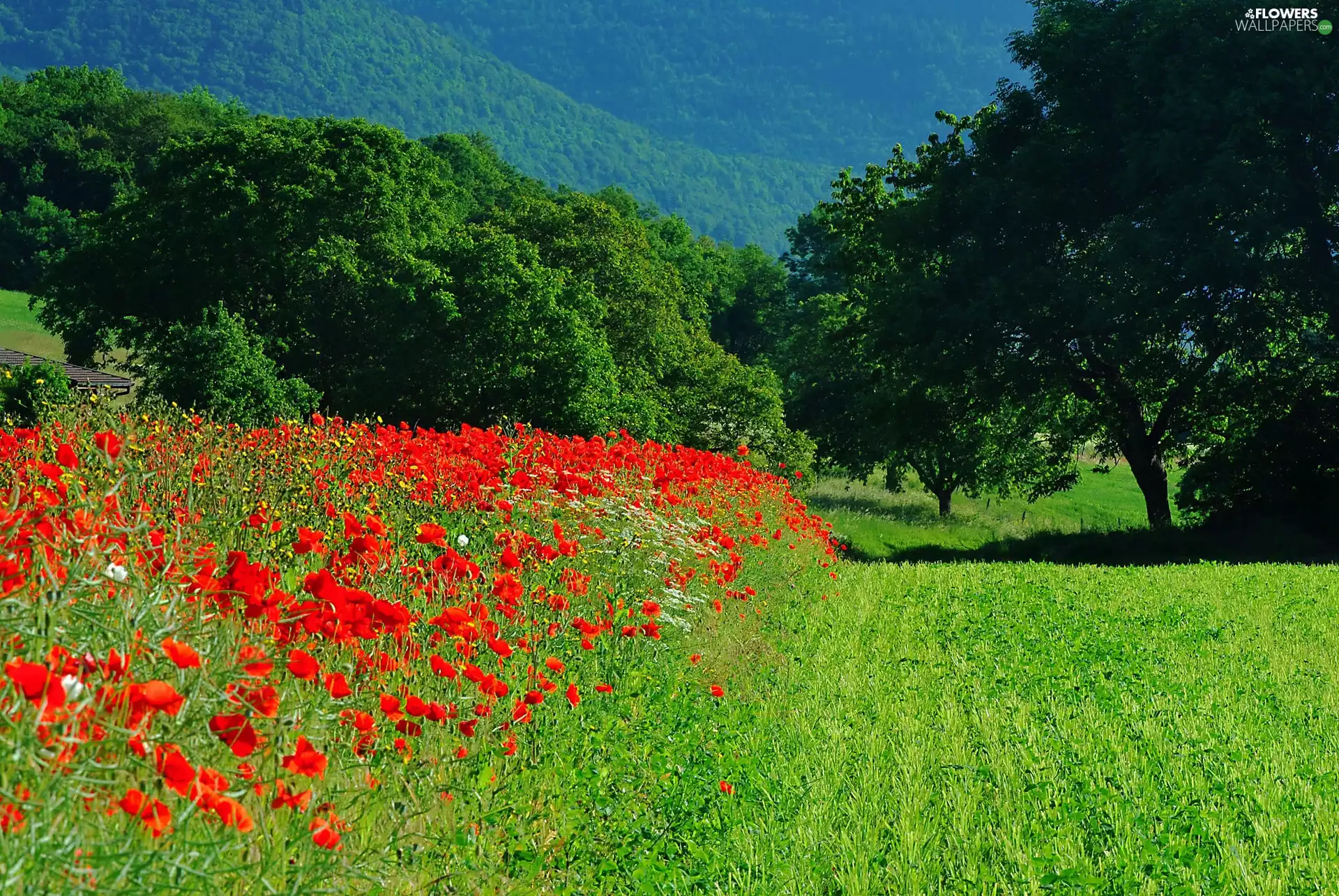 papavers, Hill, viewes, summer, trees, Field