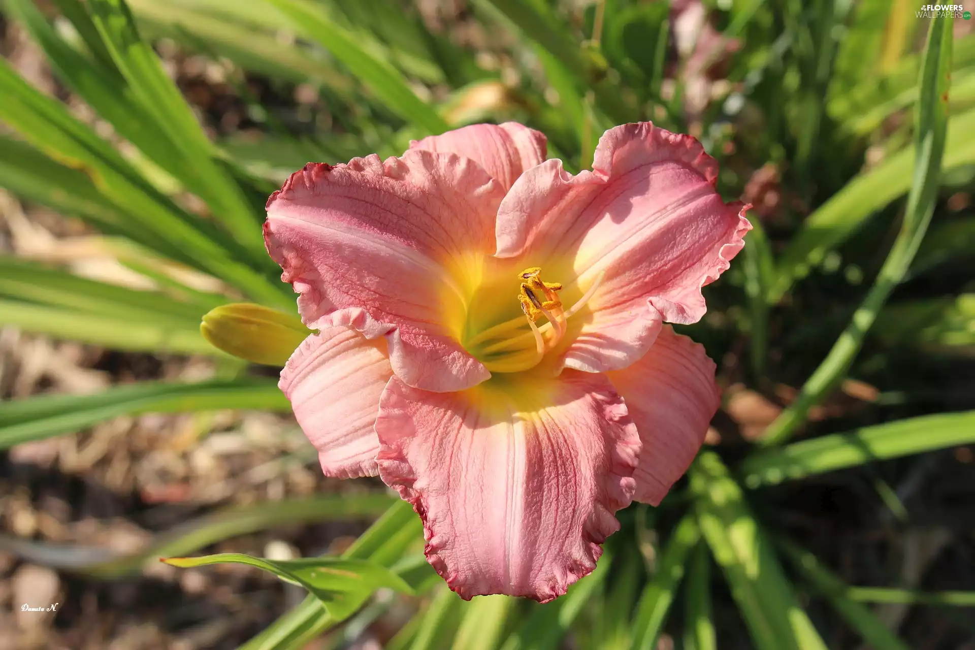 Buds, lily, Garden, summer, grass, Two-tone