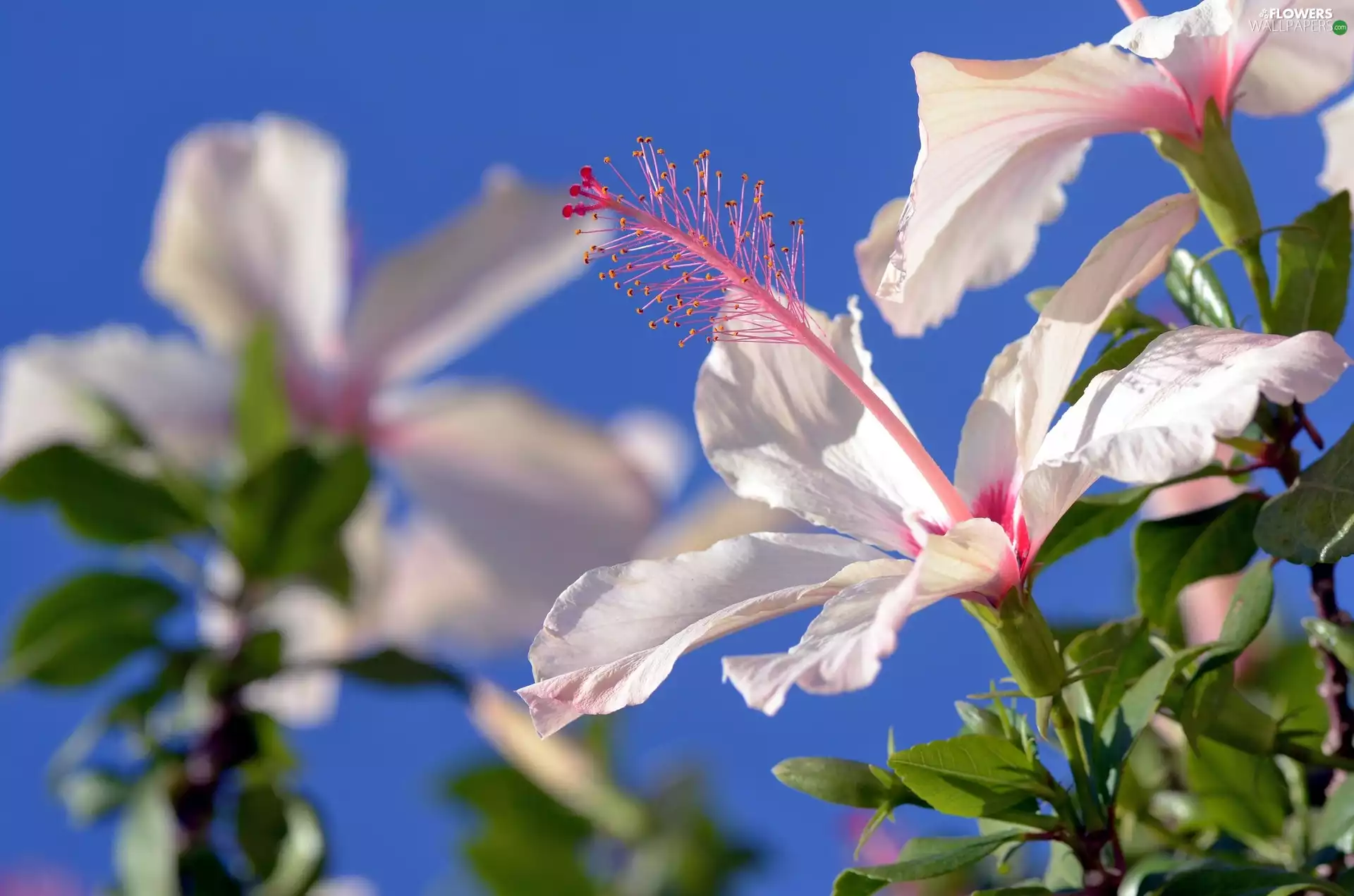 Colourfull Flowers, Sky, summer, White Hibiscus