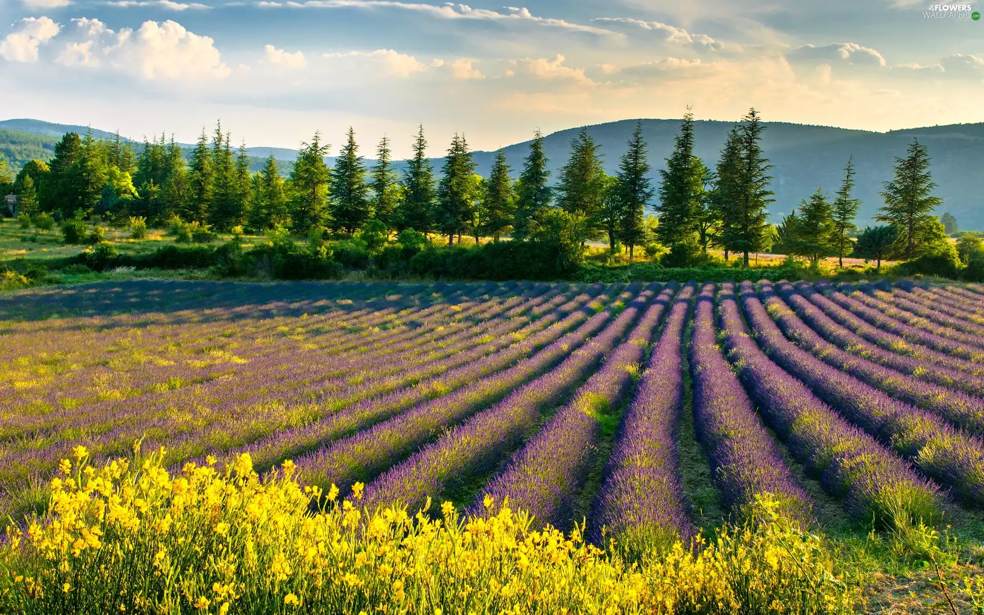 Mountains, summer, lavender, woods, Field