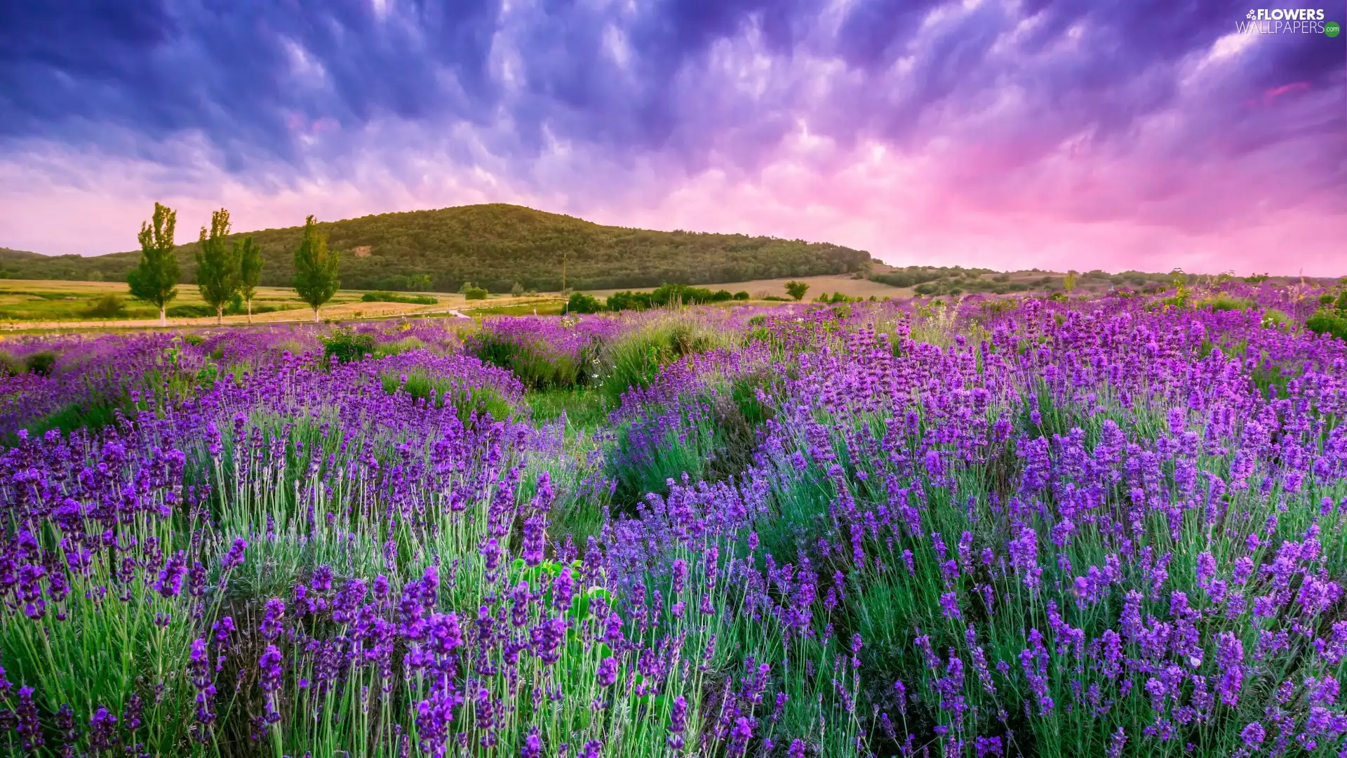 lavender, Meadow, Hill, summer