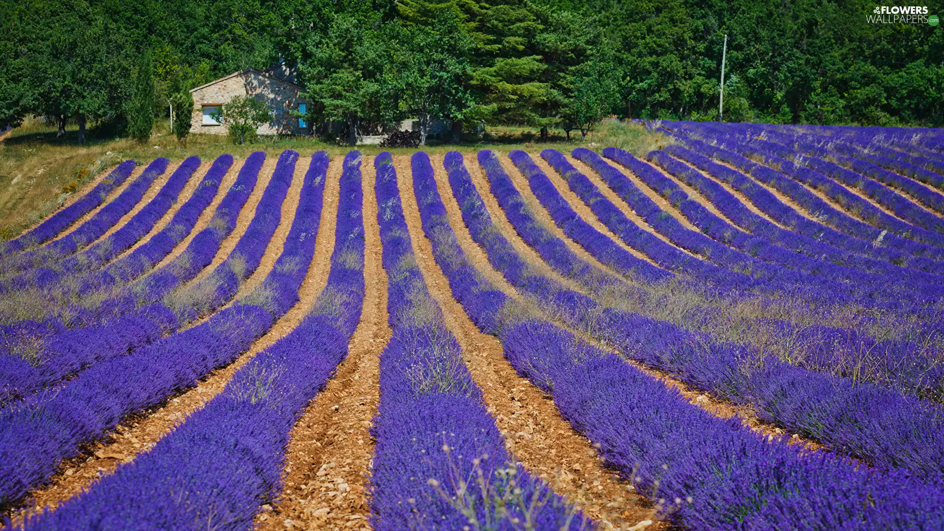 house, Field, viewes, summer, trees, lavender