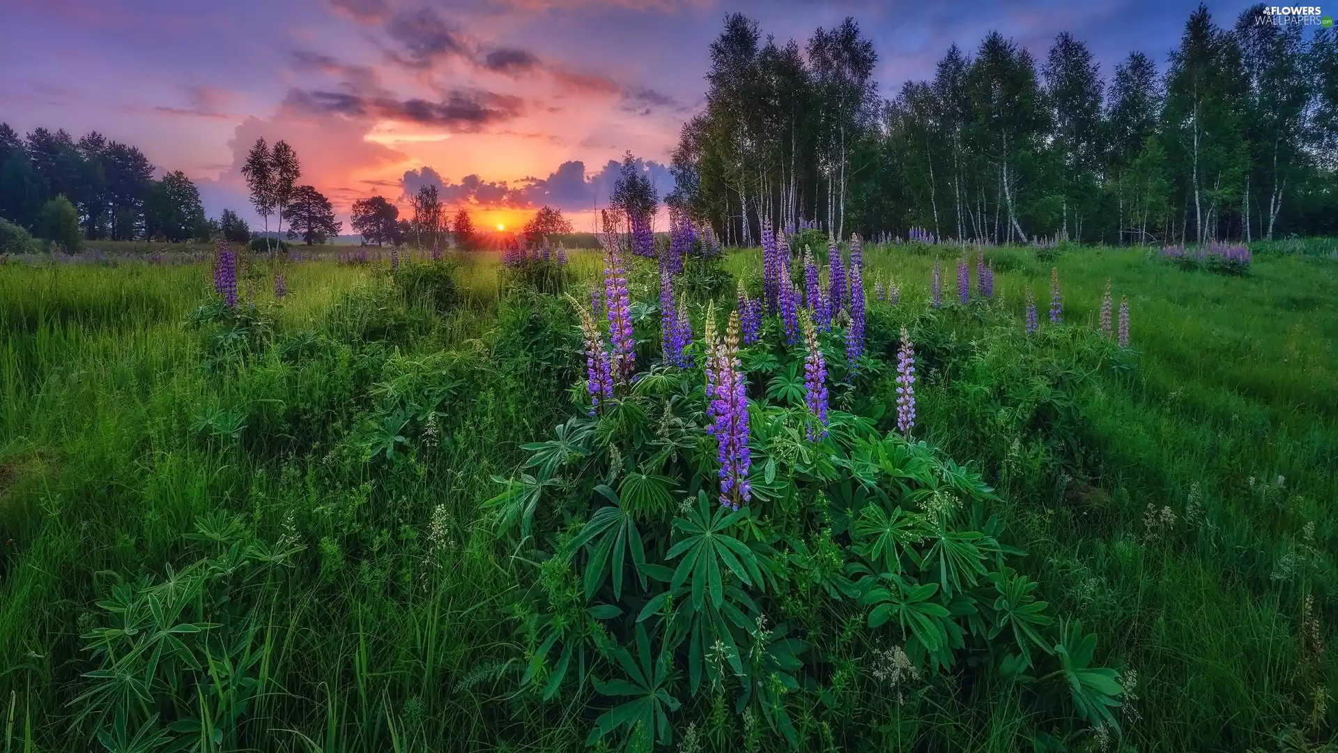 viewes, Great Sunsets, summer, trees, lupine