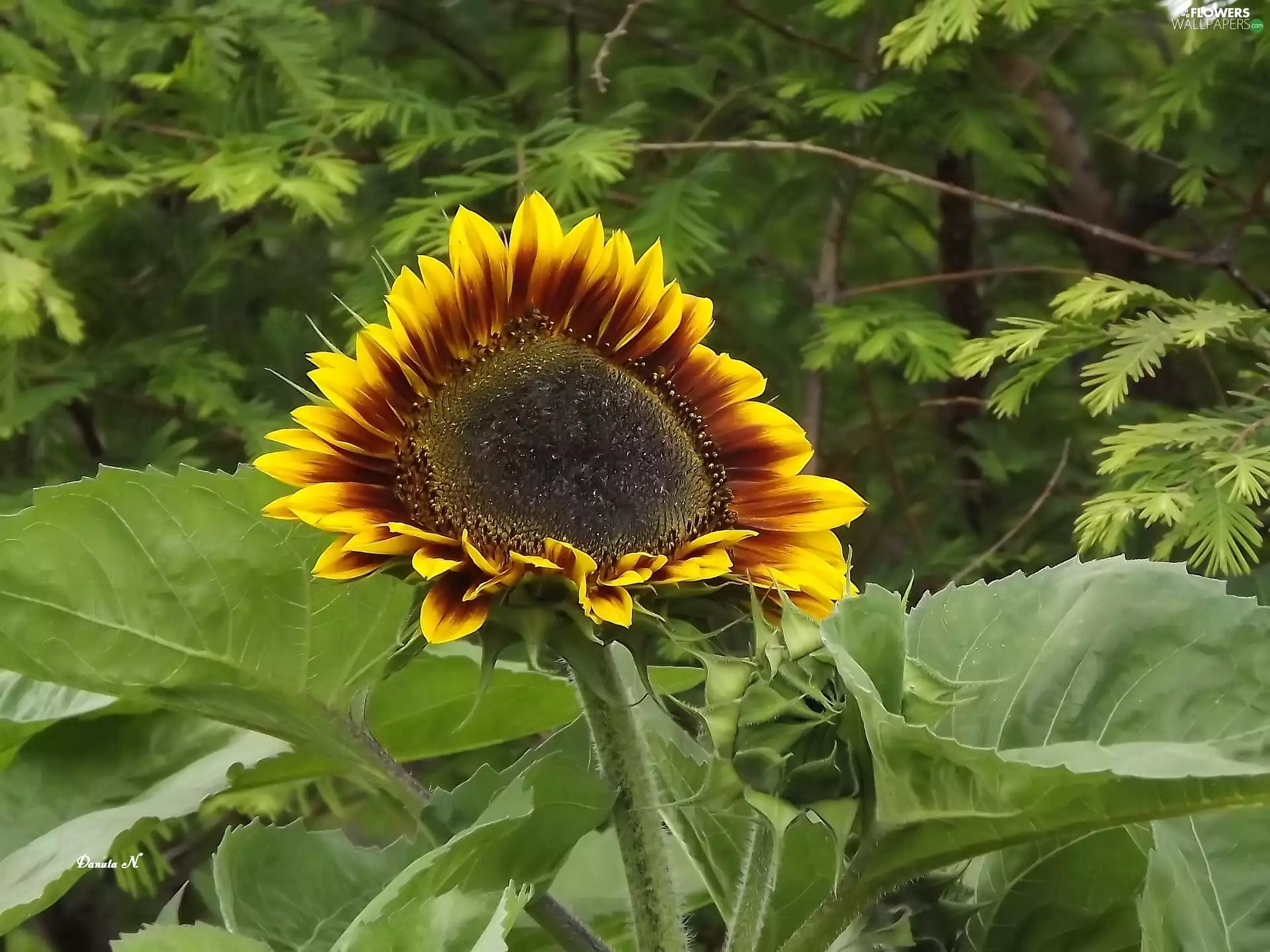 Garden, summer, one, Leaf, Sunflower