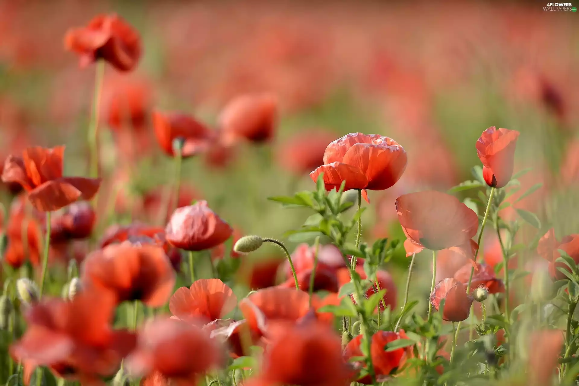 summer, papavers