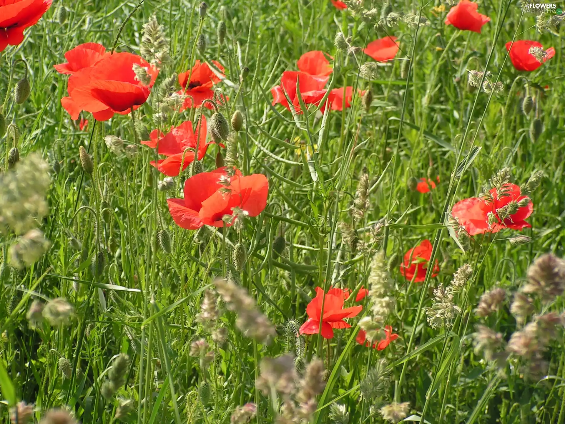 papavers, summer