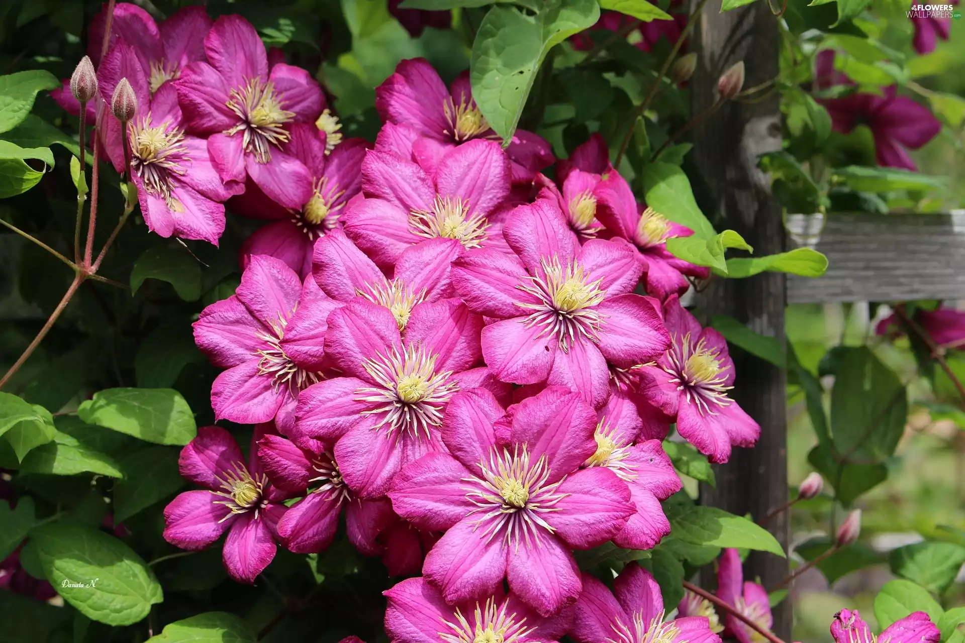 Flowers, Clematis, Leaf, summer, Fance, Pink