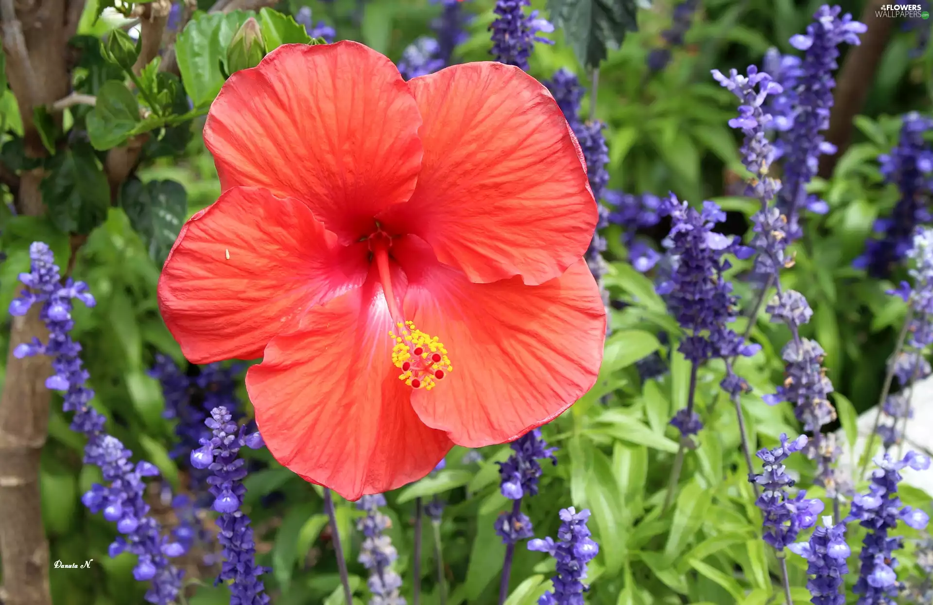 larkspur, hibiskus, Garden, summer, grass, Red