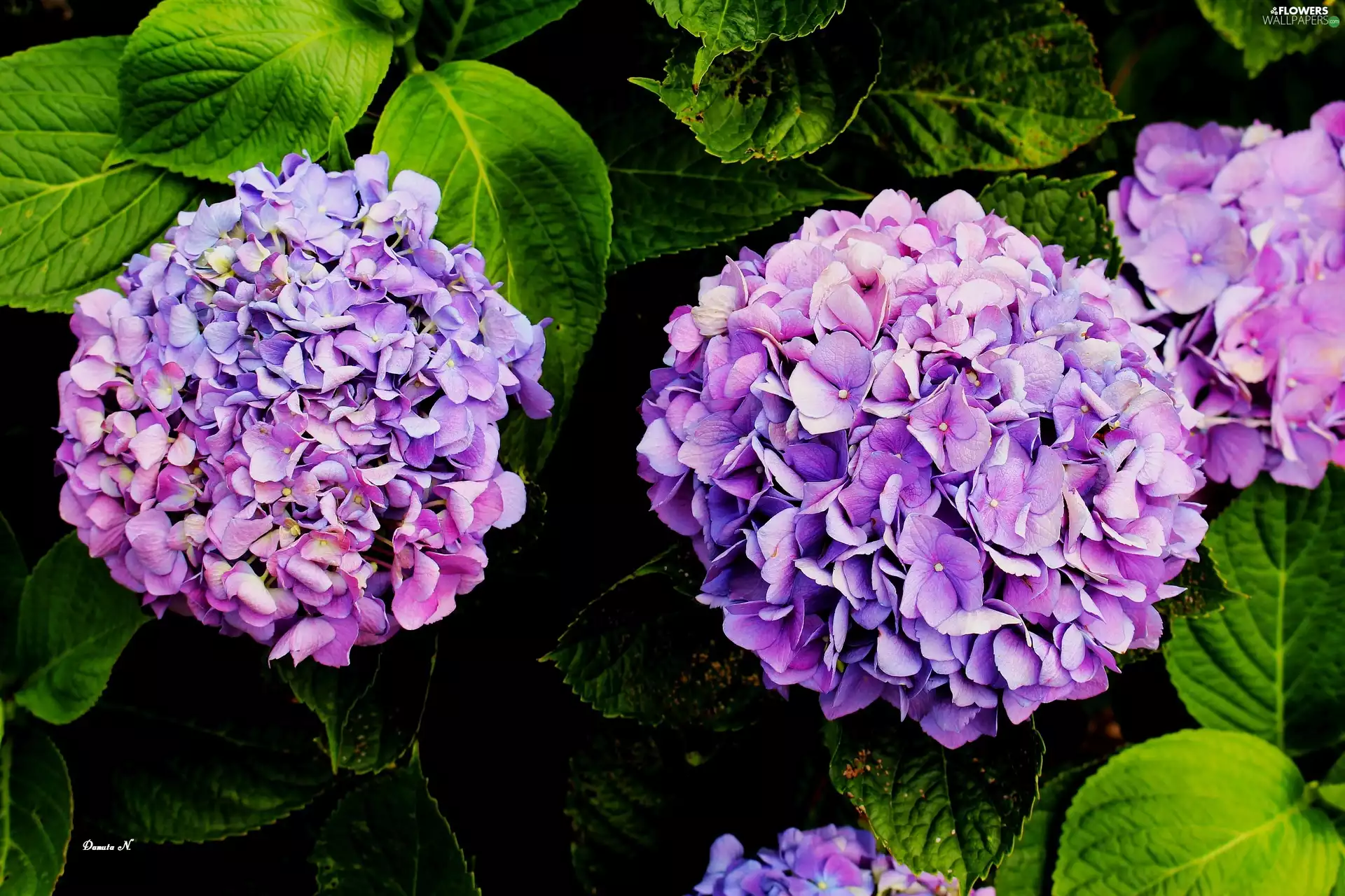 color, hydrangeas, Garden, summer, Leaf, Three