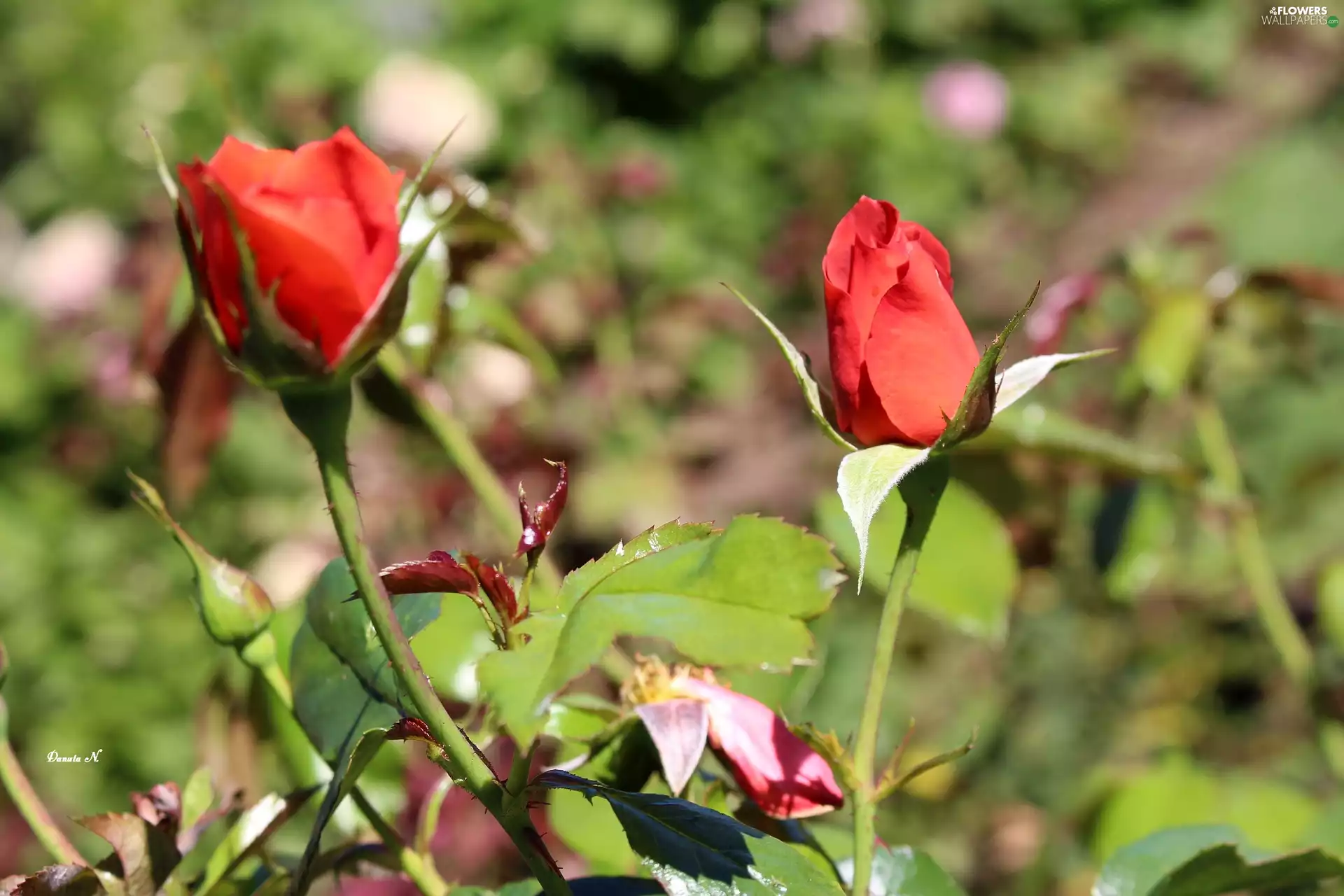 Buds, roses, Garden, summer, Leaf, Two