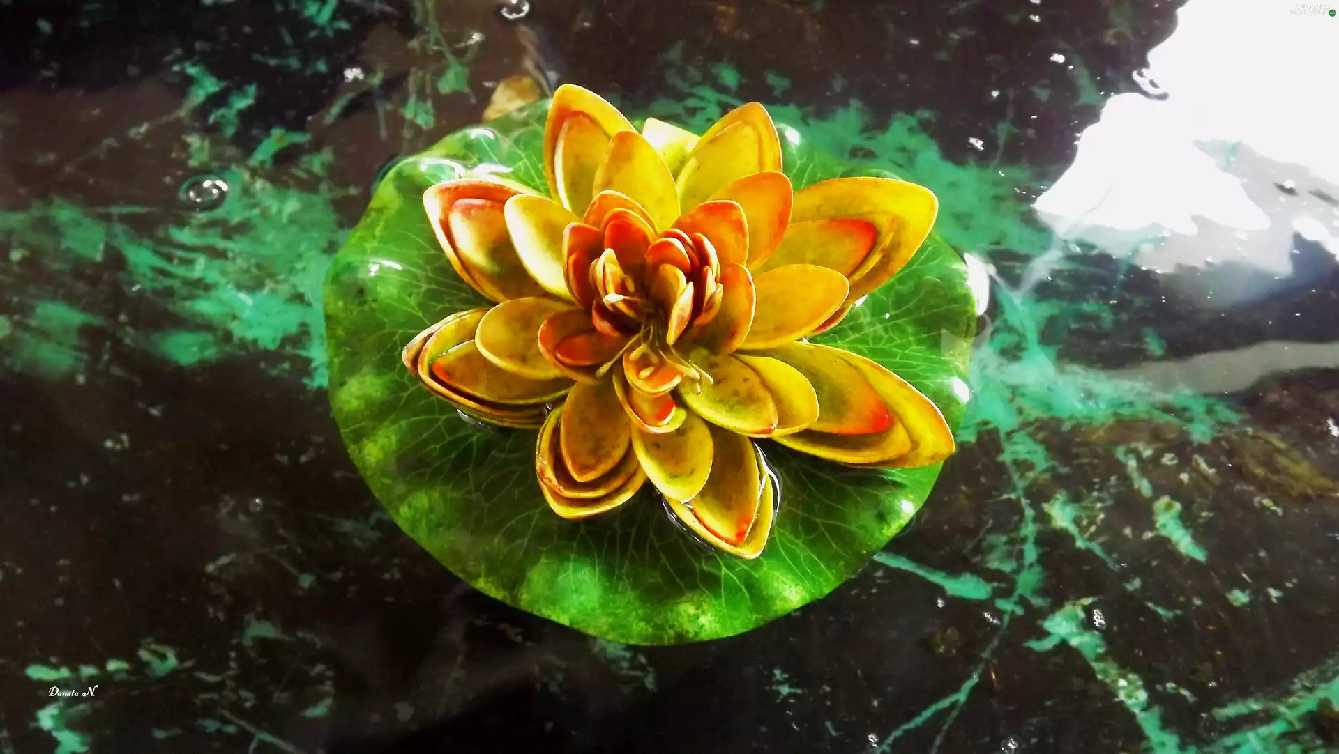 Lily, eye, leaf, summer, water, water