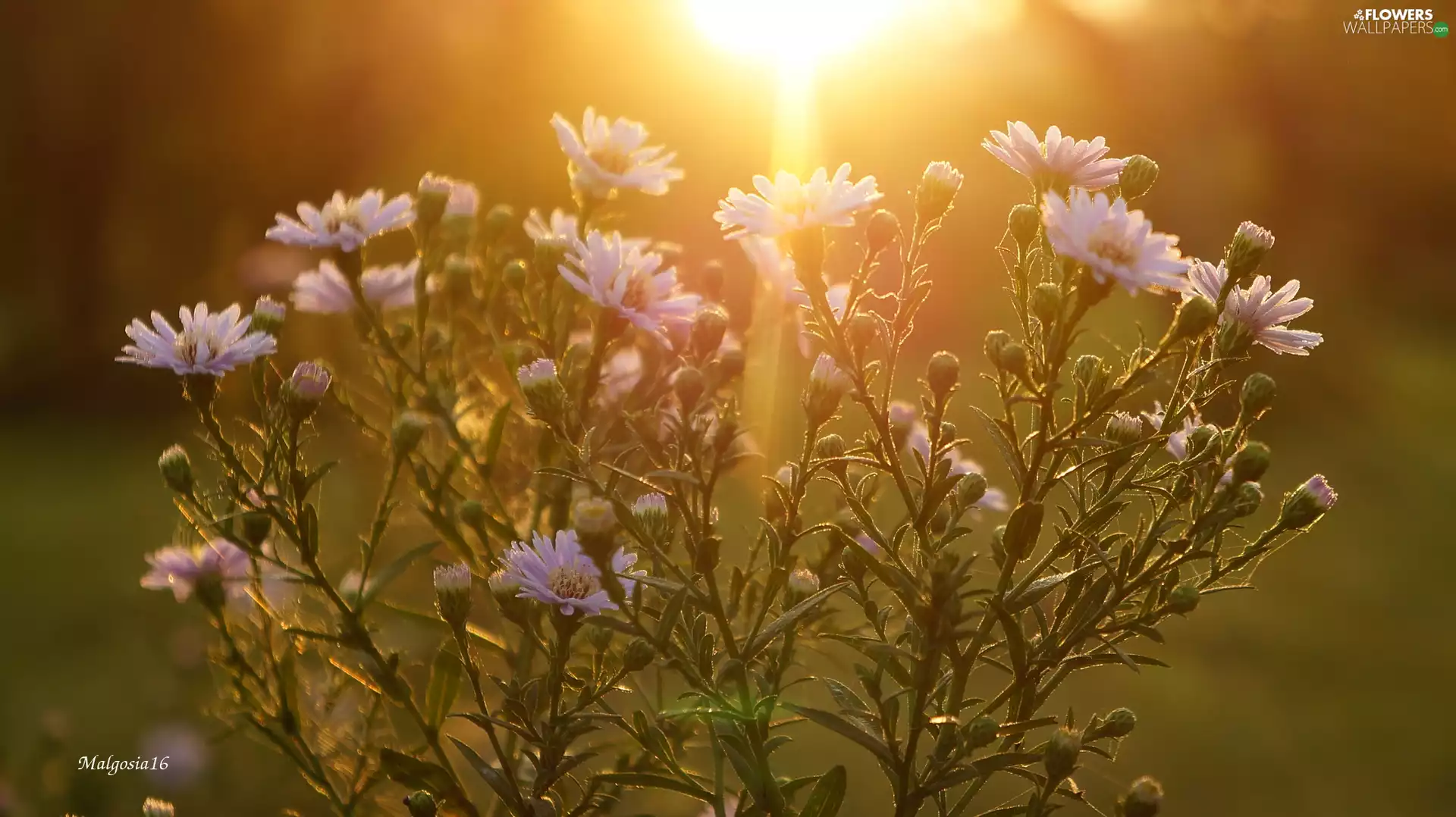 rays of the Sun, Flowers, Astra