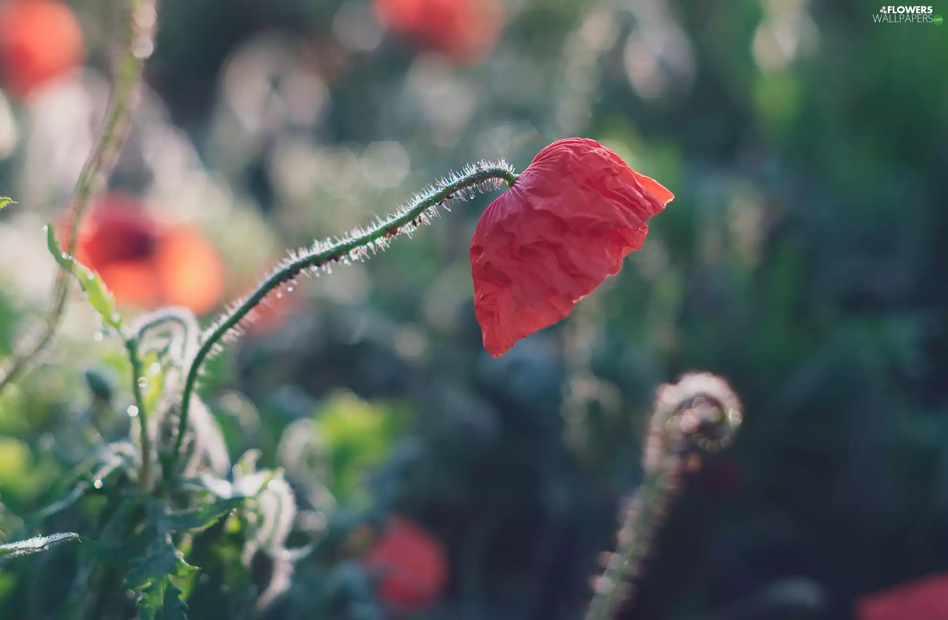 sun, red weed, luminosity, ligh, Colourfull Flowers, flash, blurry background