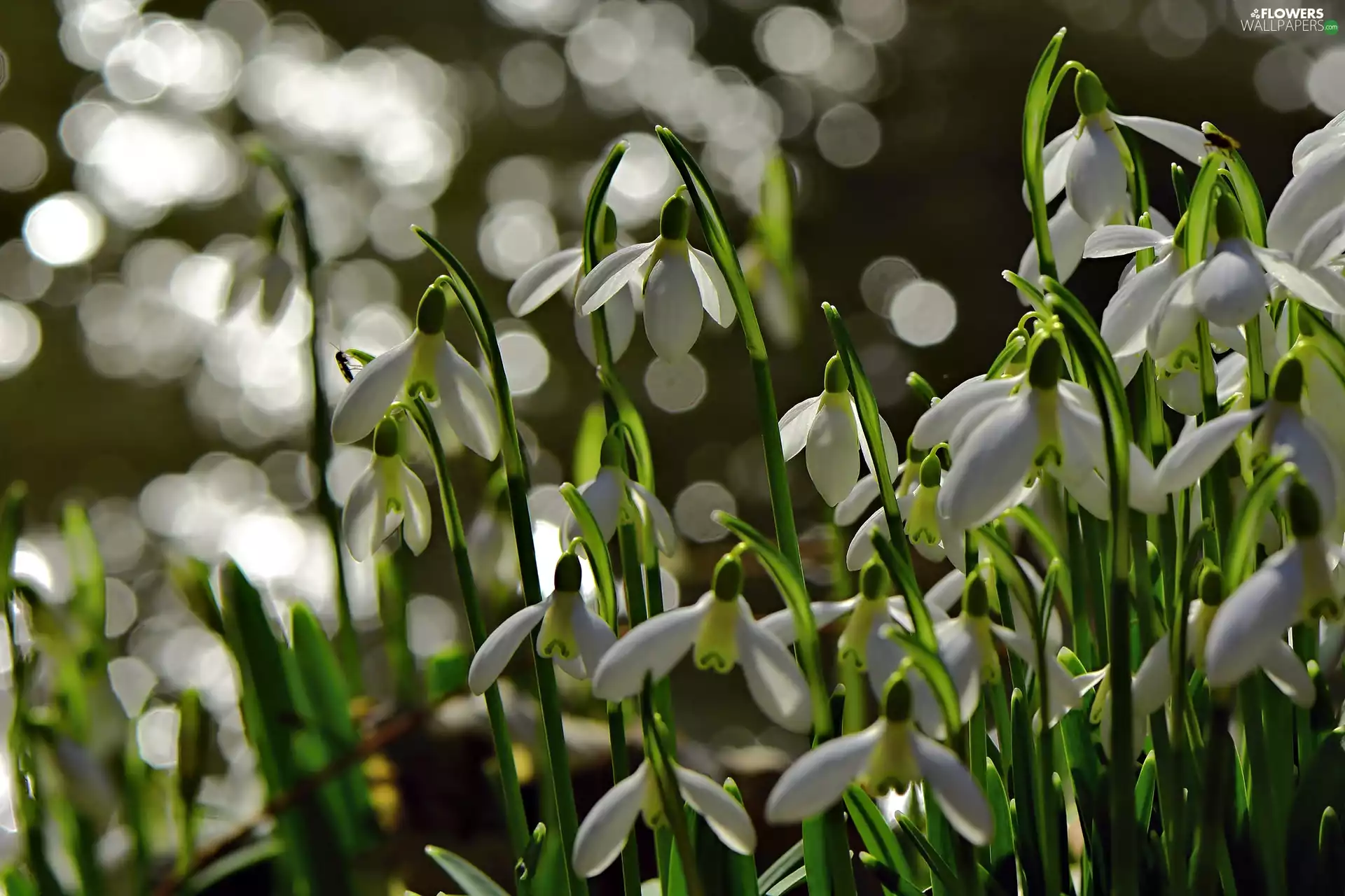 flash, ligh, Bokeh, sun, snowdrops, luminosity, Spring