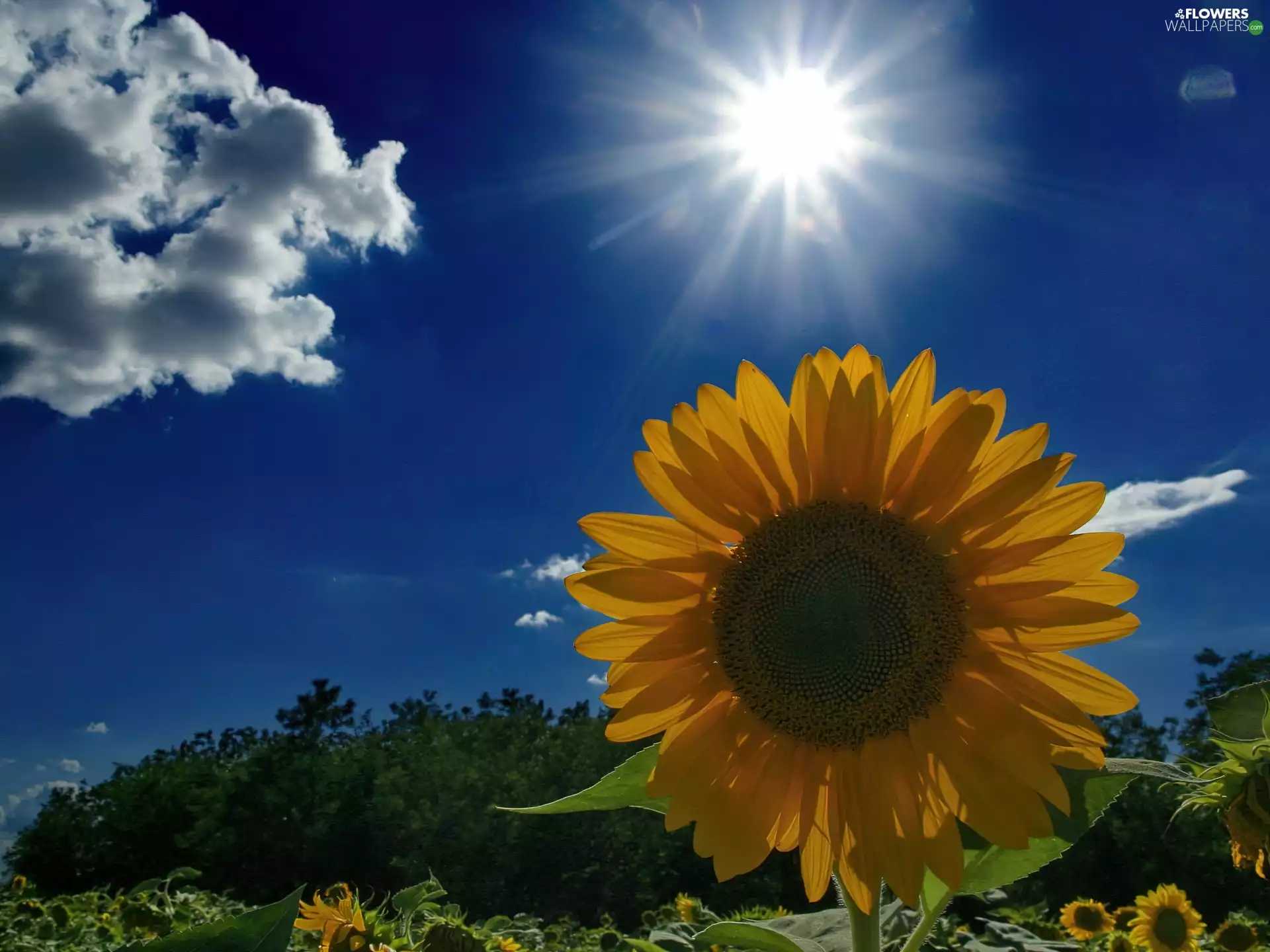 sun, Sunflower, Cloud