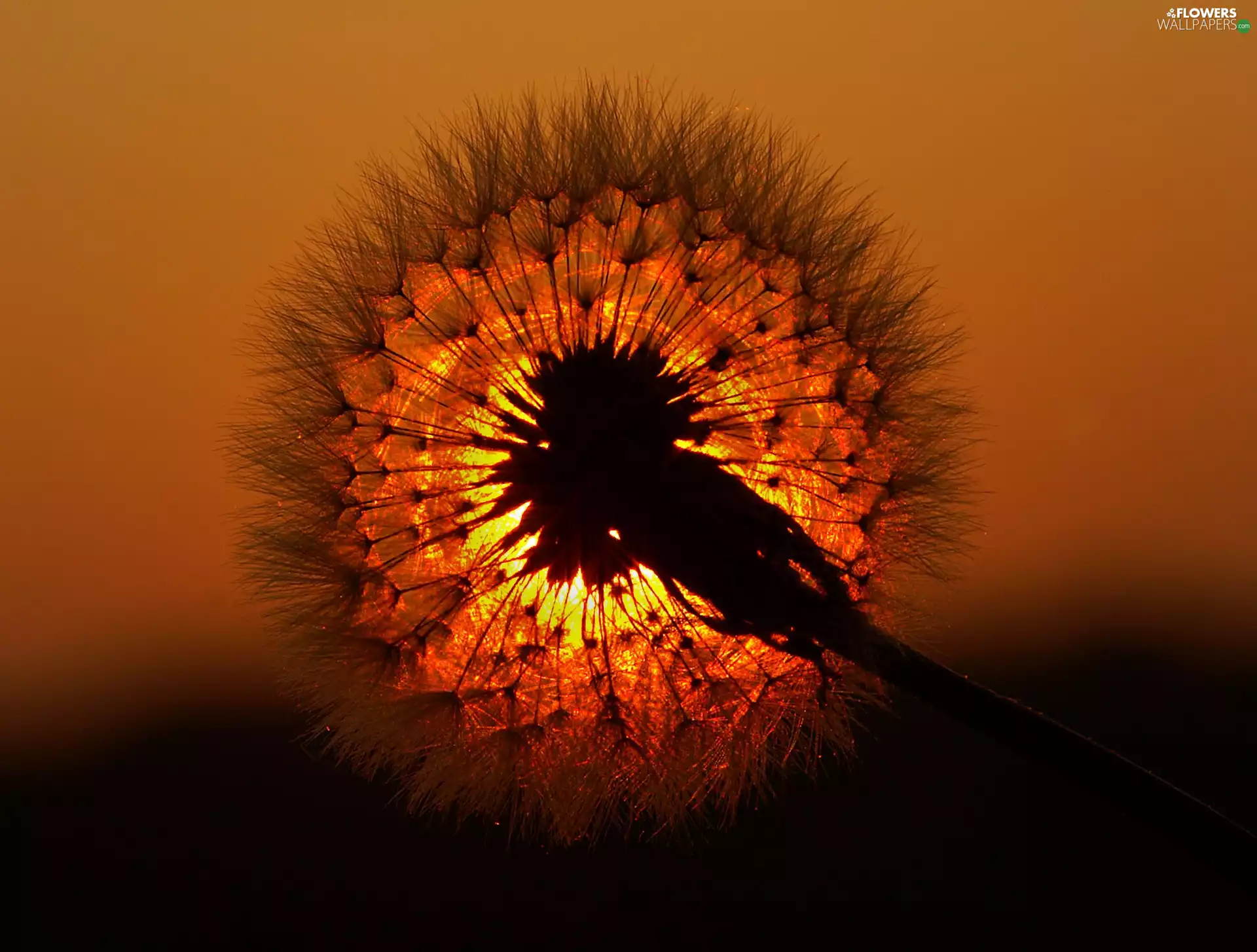 sun, puffball, common