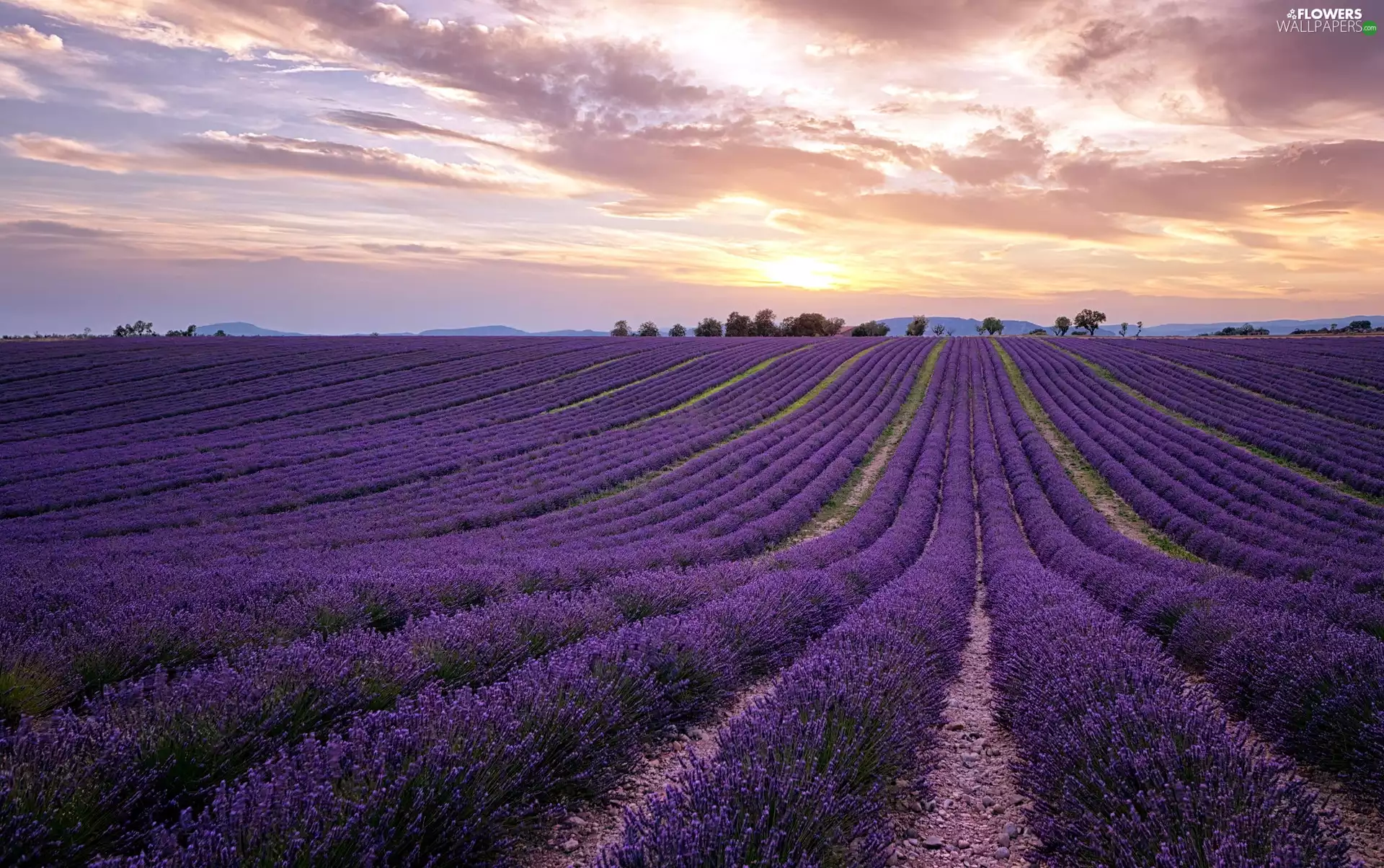 west, sun, Field, clouds, lavender