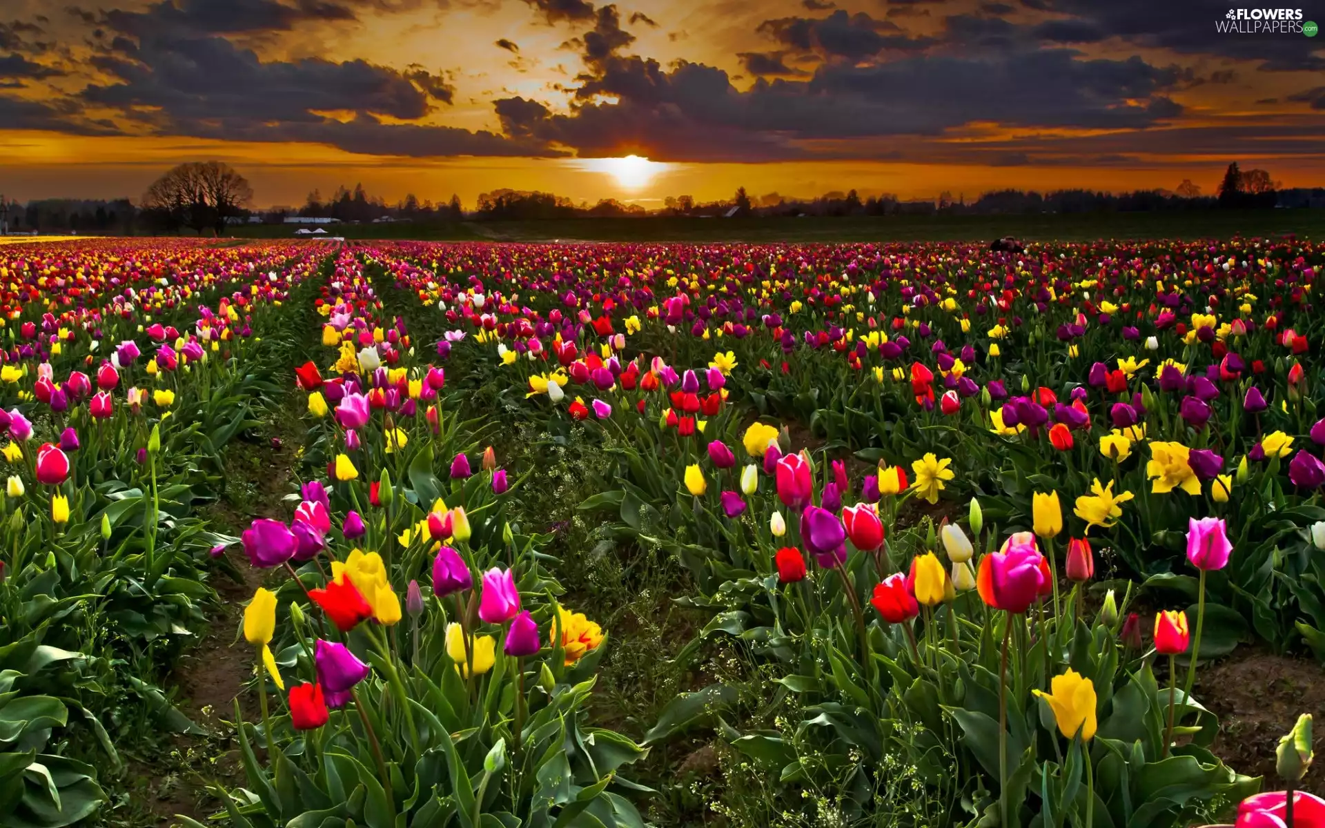 west, sun, Field, clouds, Tulip