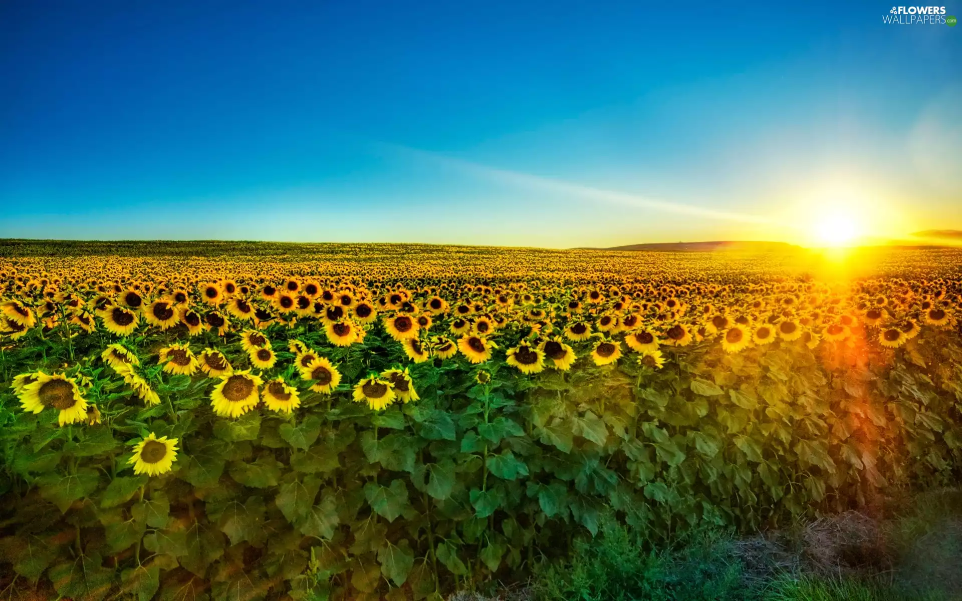 Field, west, sun, sunflowers