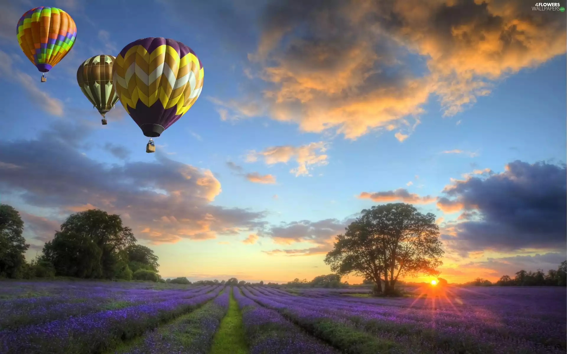 trees, west, Flowers, sun, Balloons, viewes, lavender