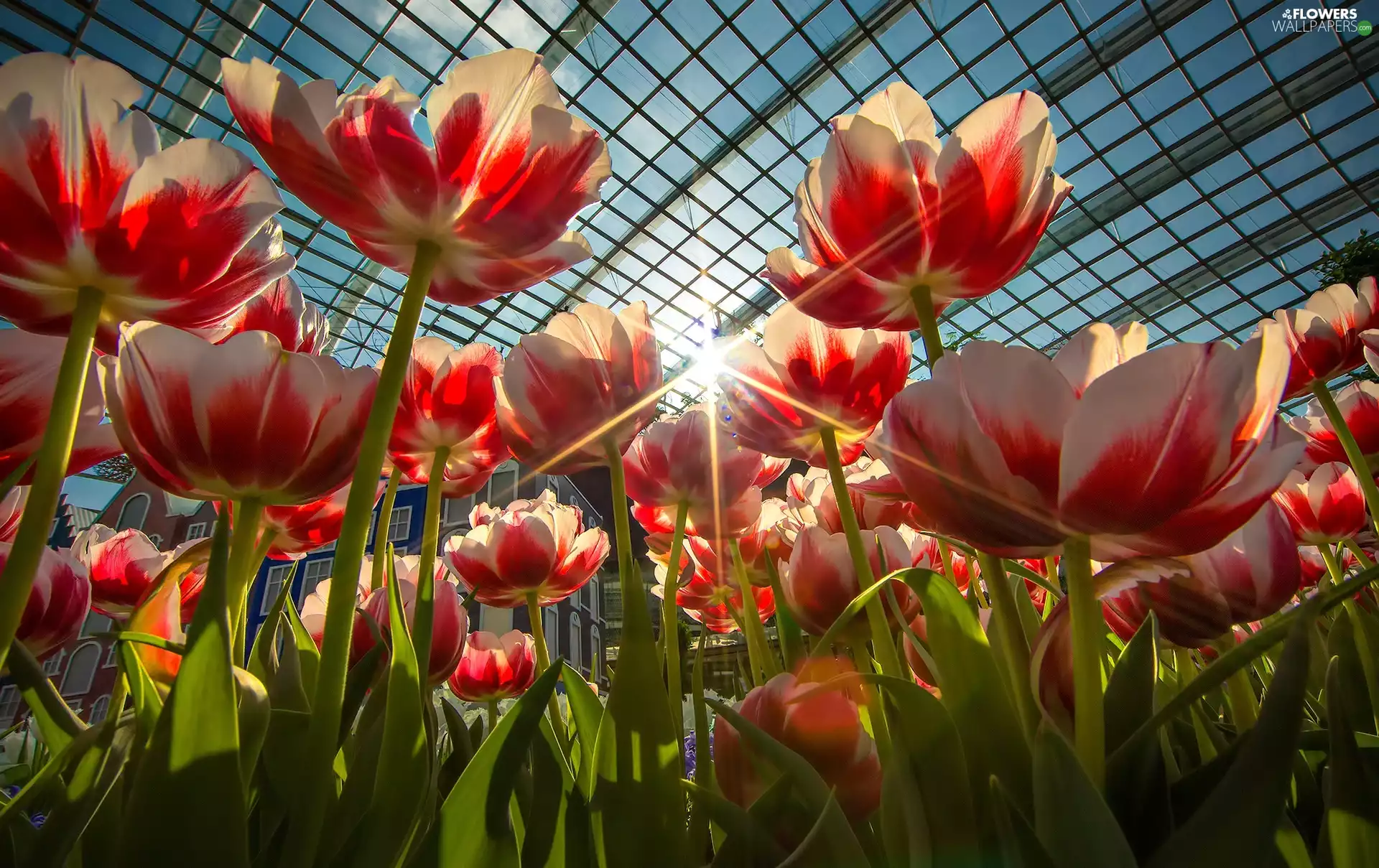 rays of the Sun, Tulips, greenhouse