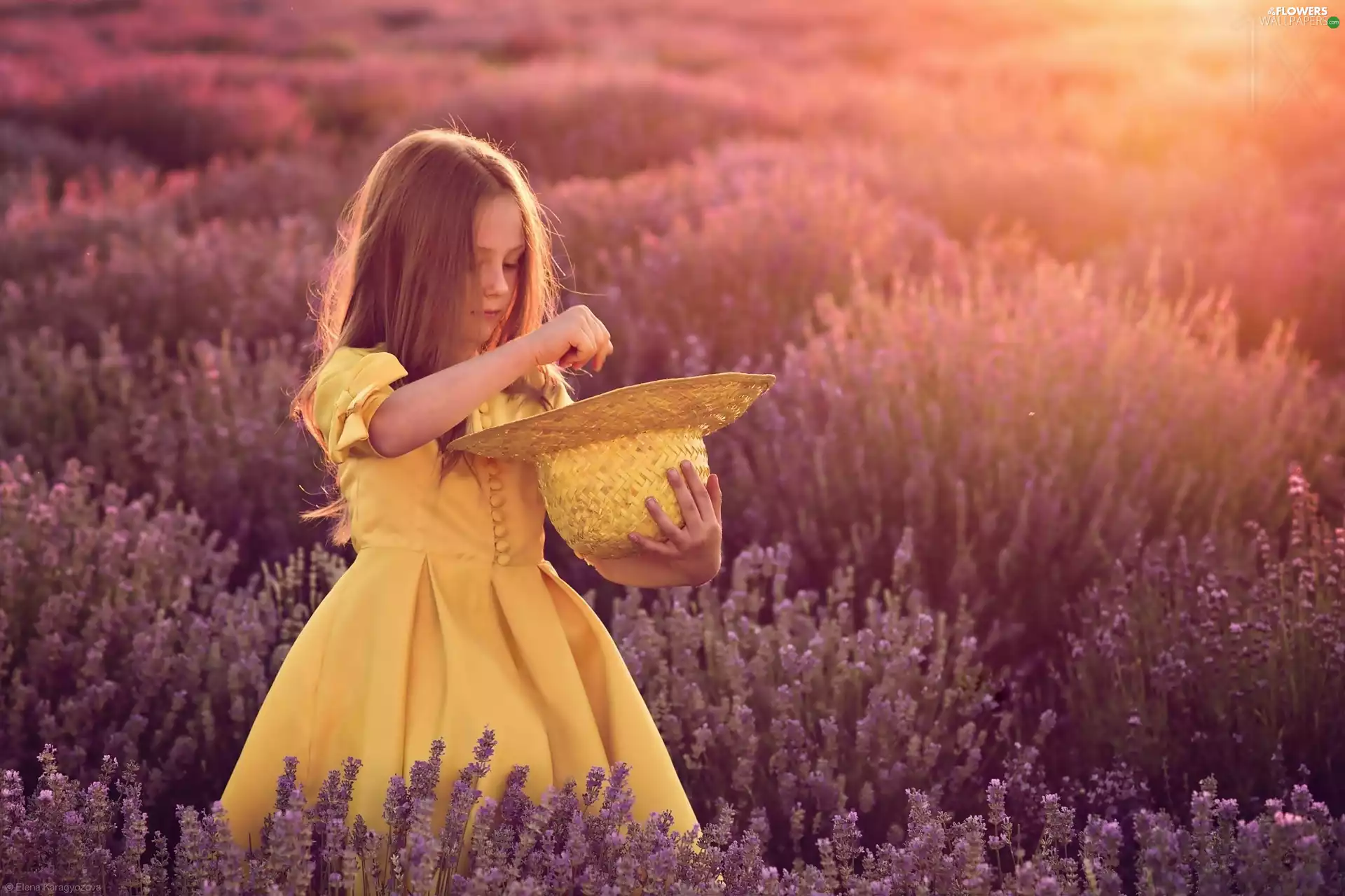 Field, girl, rays, sun, lavender, Hat