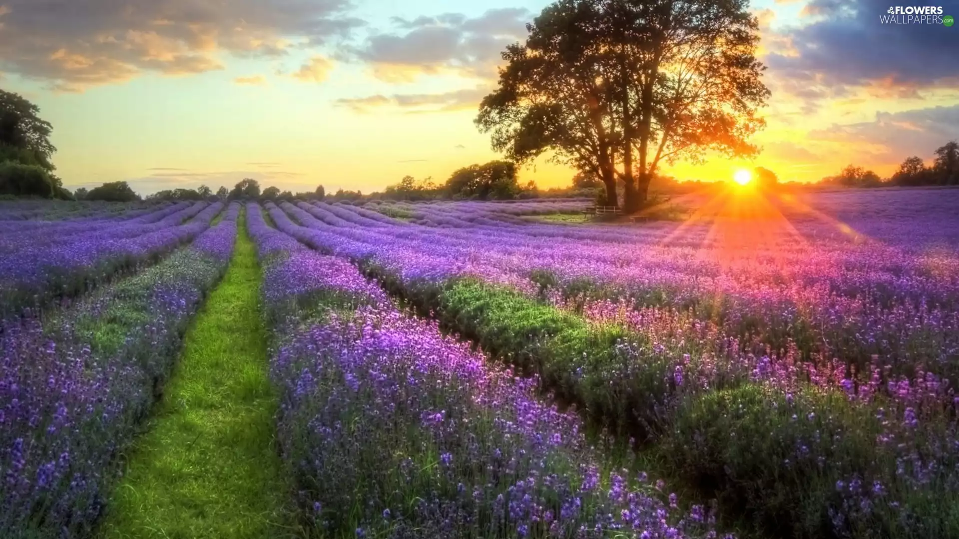 west, sun, lavender, trees, Field
