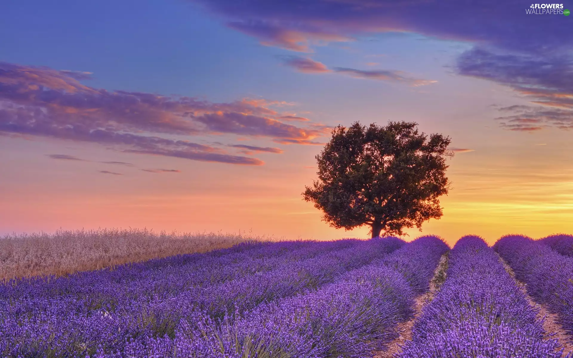 trees, Field, west, sun, clouds, lavender