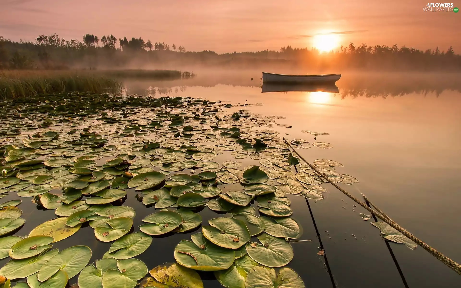 Boat, east, lilies, sun, lake, Fog, water