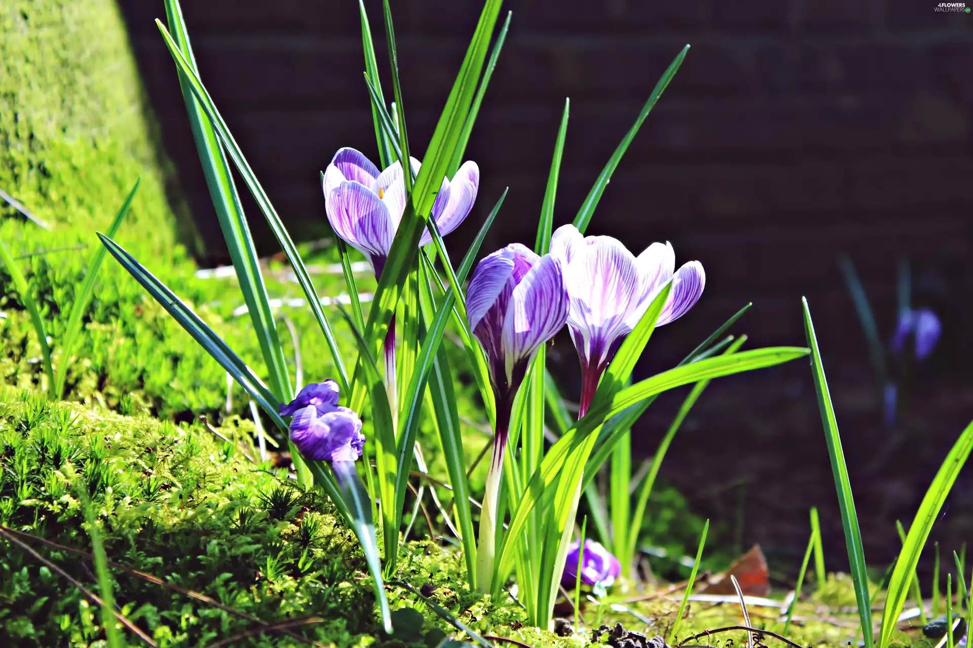 grass, Moss, luminosity, ligh, flash, Stalks, crocuses, sun